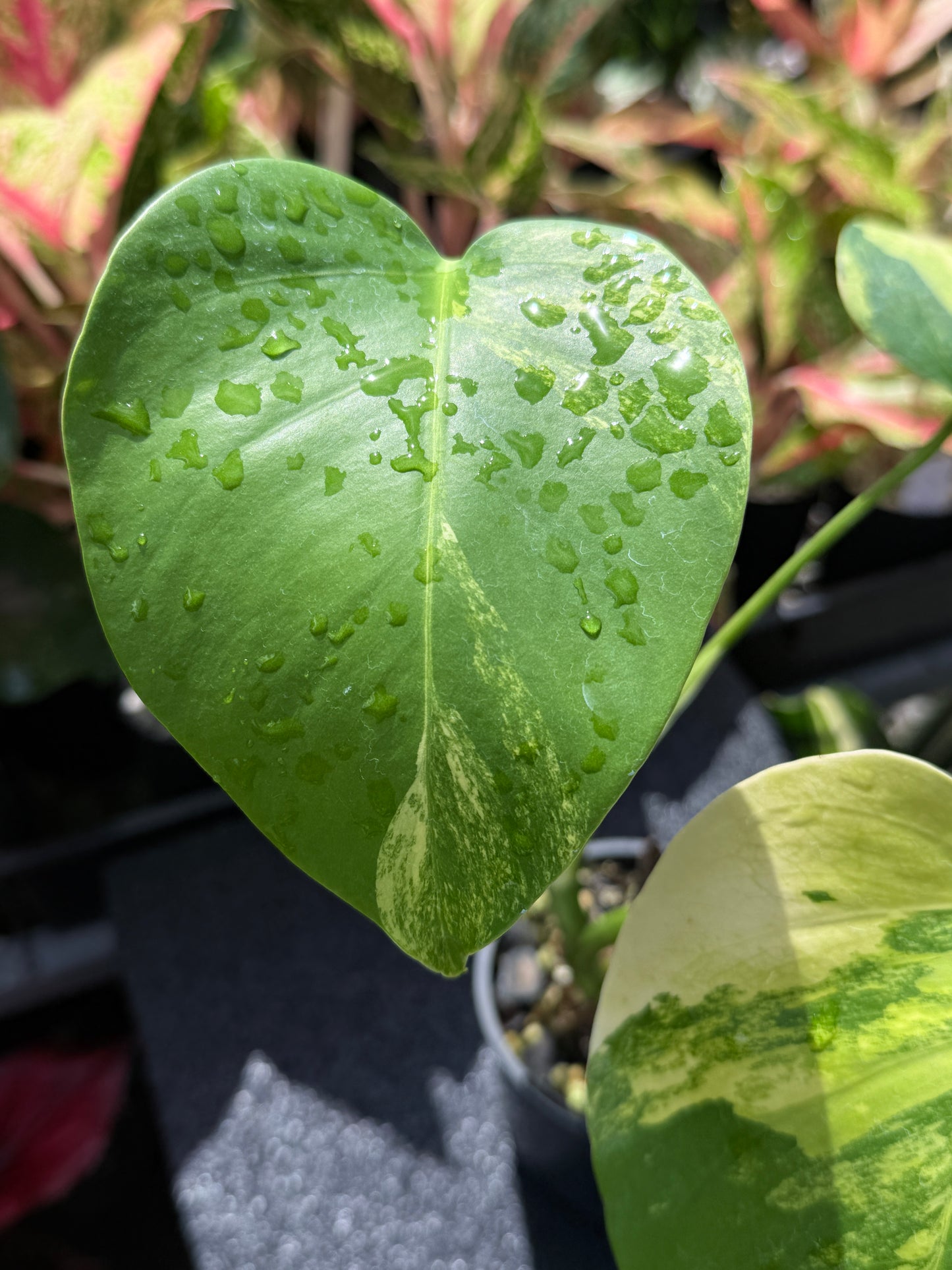 Monstera borsigiana 'Aurea’ H26