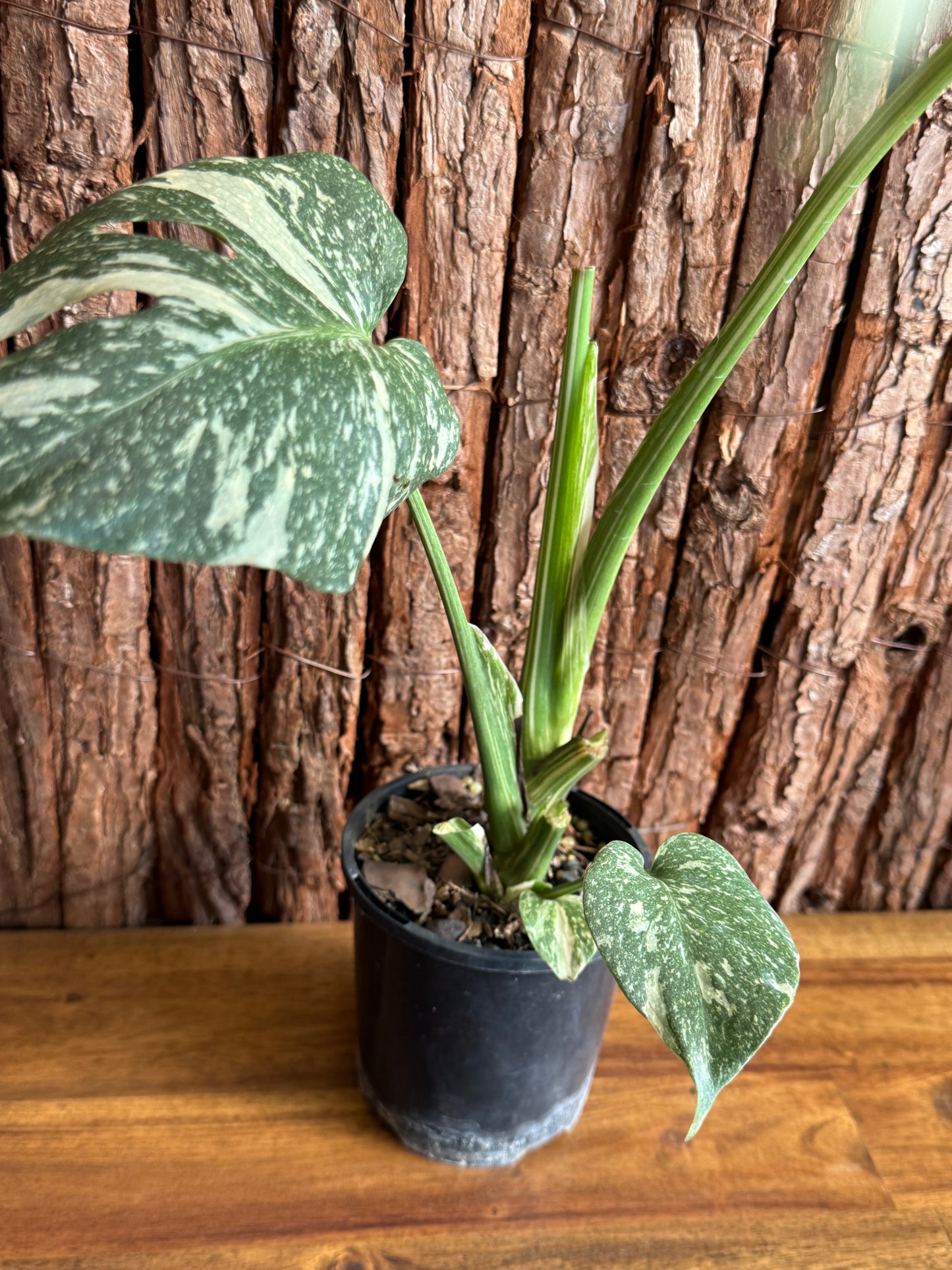 Monstera Thai Constellation E54