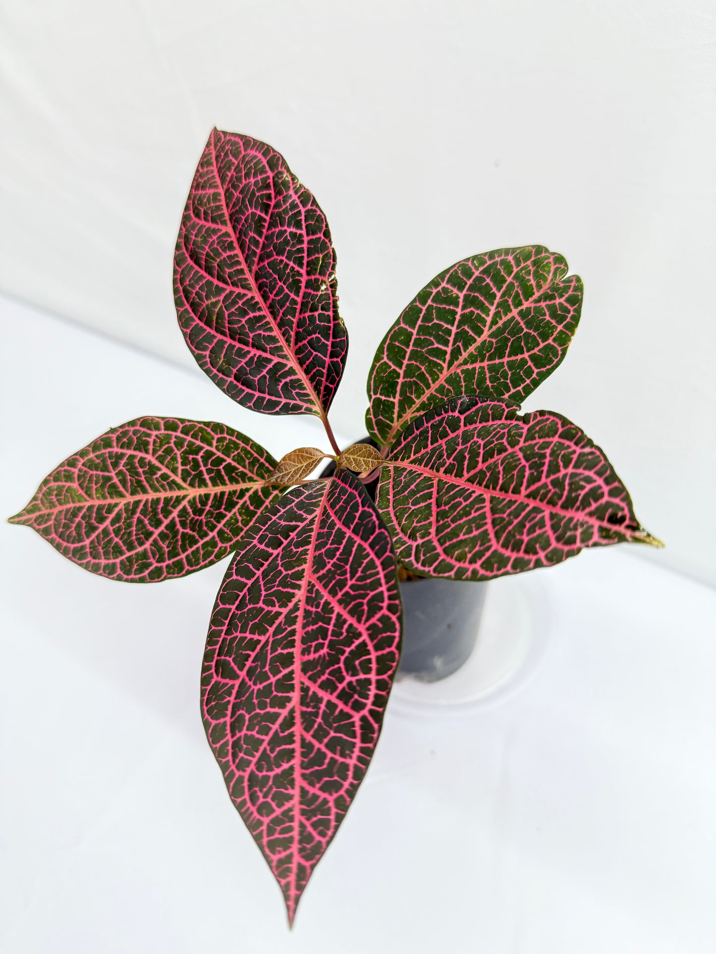 Prestonia quinquangularis 'Dogbane' - Best Plant in Stock.