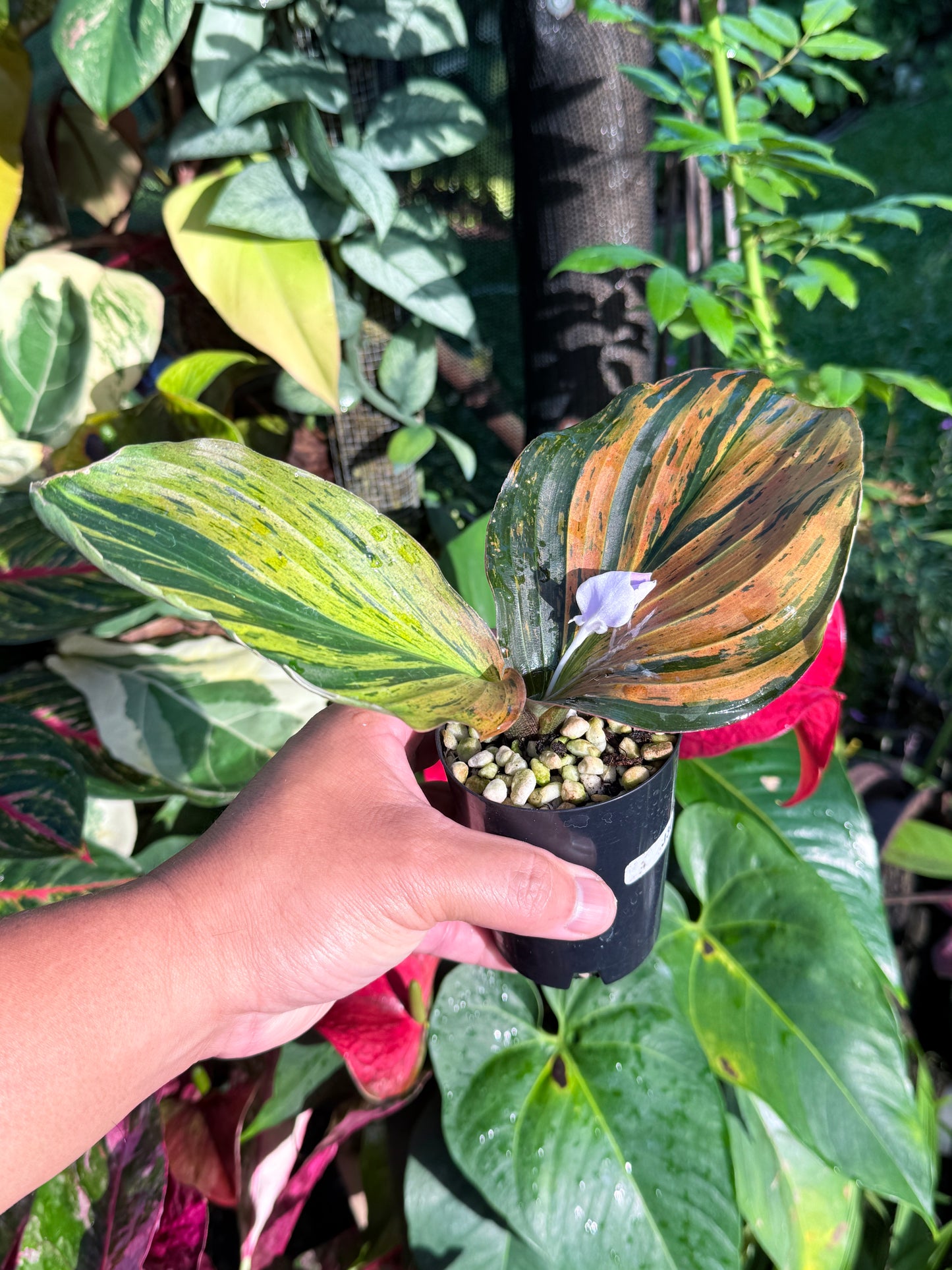 Kaempferia pulchra 'Variegata' - Rarely Offered J30