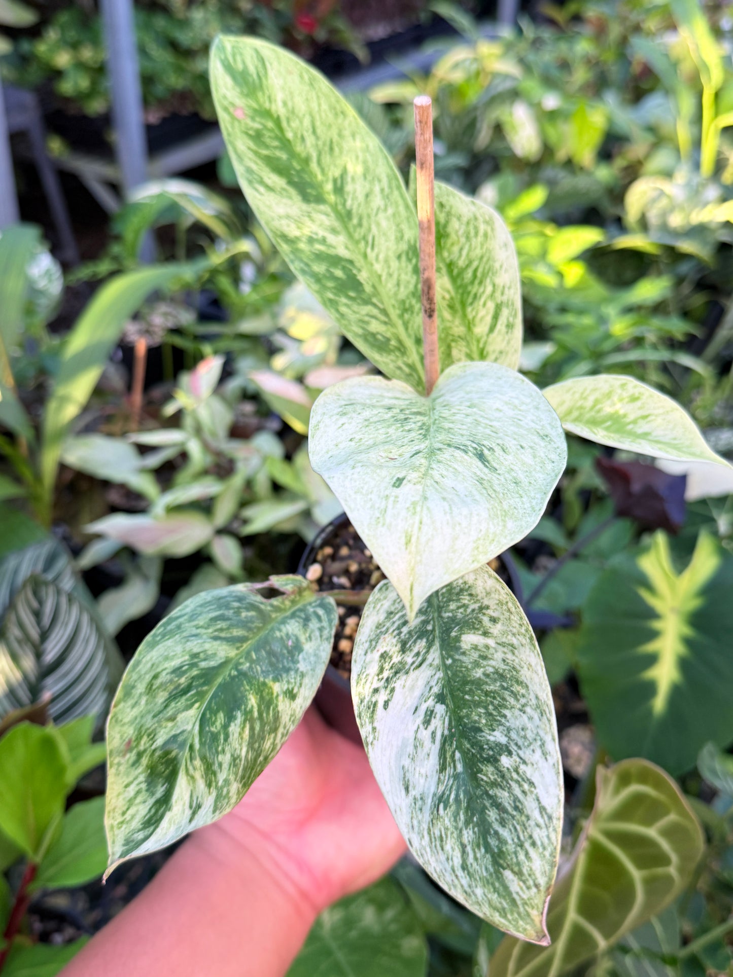 Rhaphidophora 'Elliptica' J59