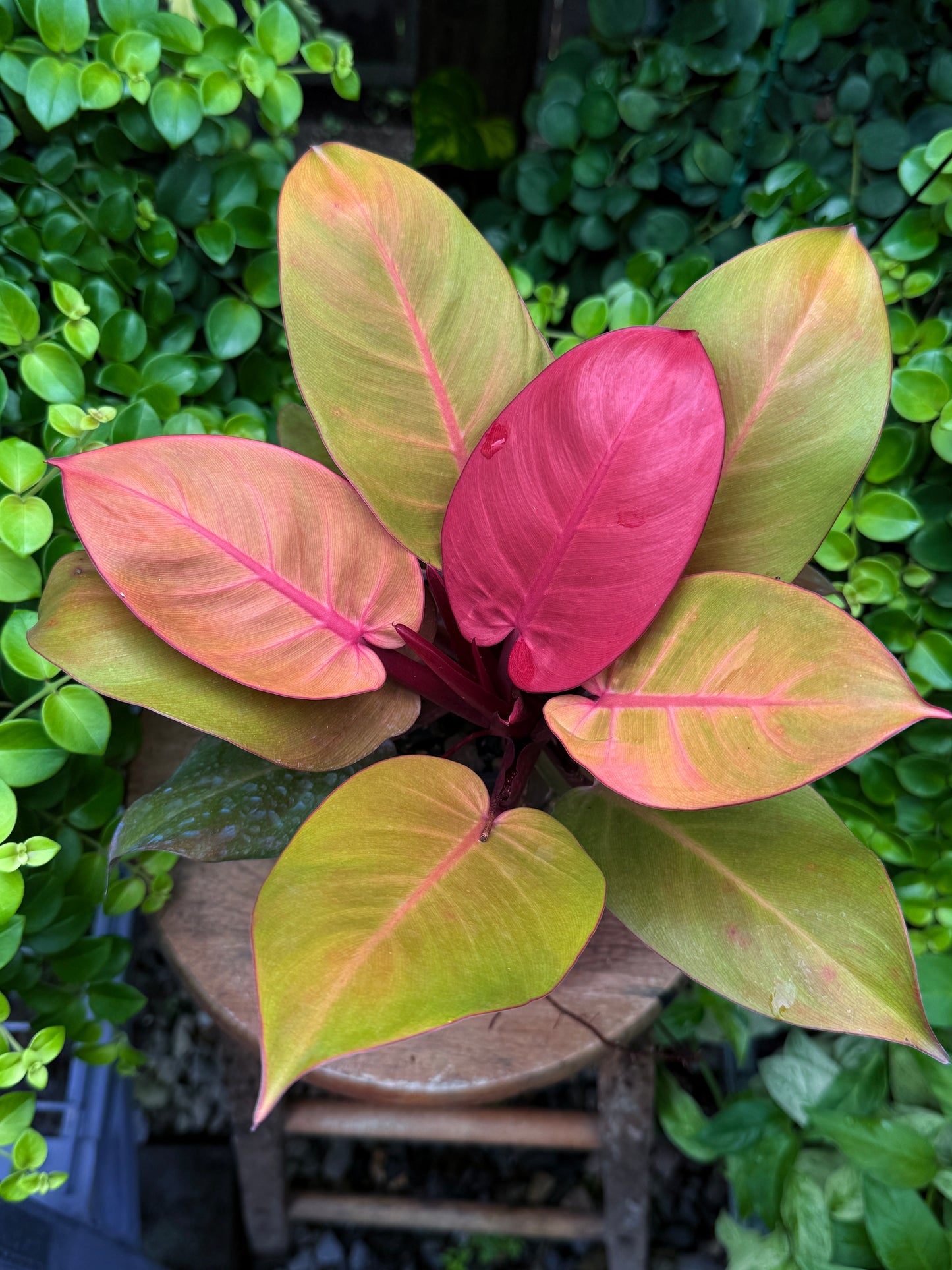 Philodendron 'Blood Luna' - Best Plant in Stock.
