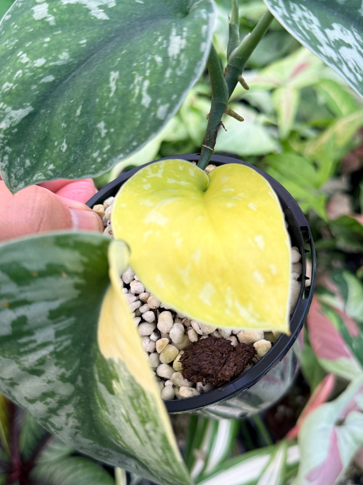 Scindapsus Pictus 'Mayari Aurea' K46