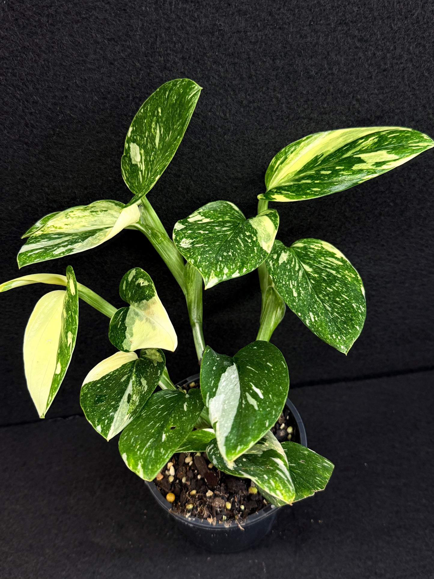 Monstera standleyana 'Albo' C38