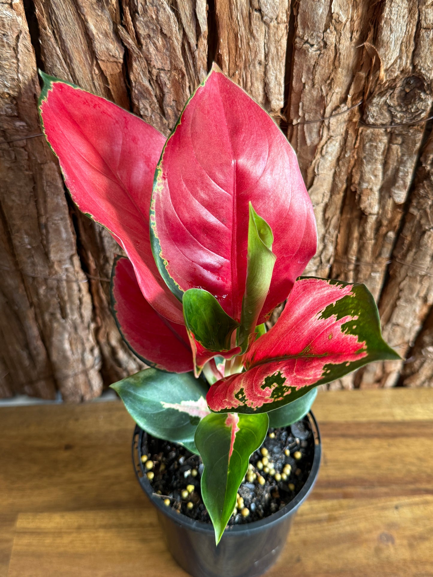 Aglaonema Thailand Red Ayu