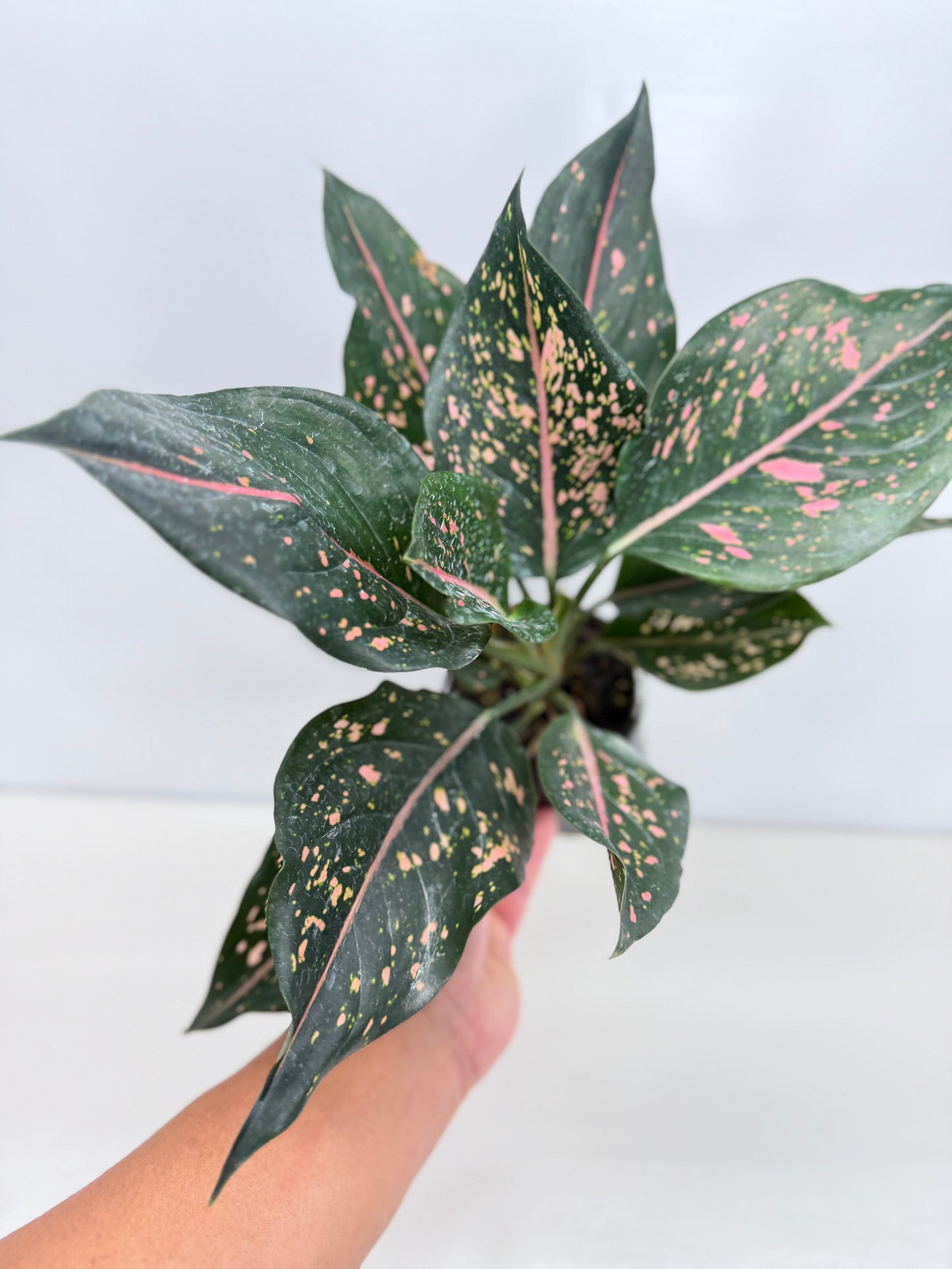 Aglaonema Pink Dalmatian - Best Pick of the Crop!
