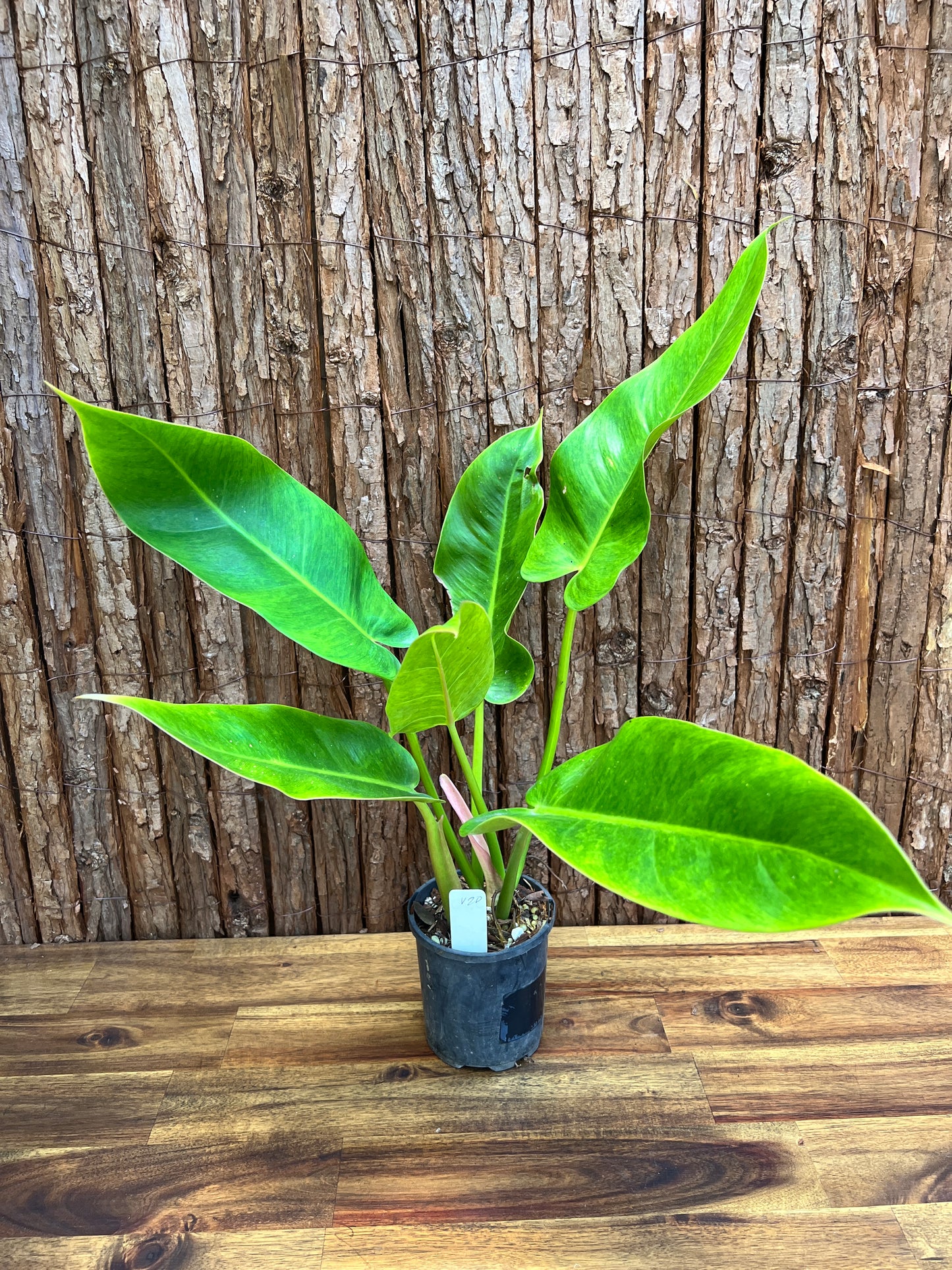 Philodendron 'Lemon Twist' NONTC V20