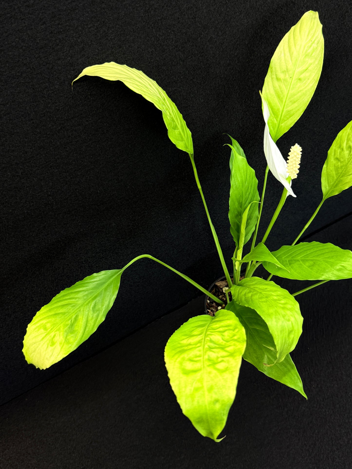 Spathiphyllum 'Golden' - Best Pick of the Crop!