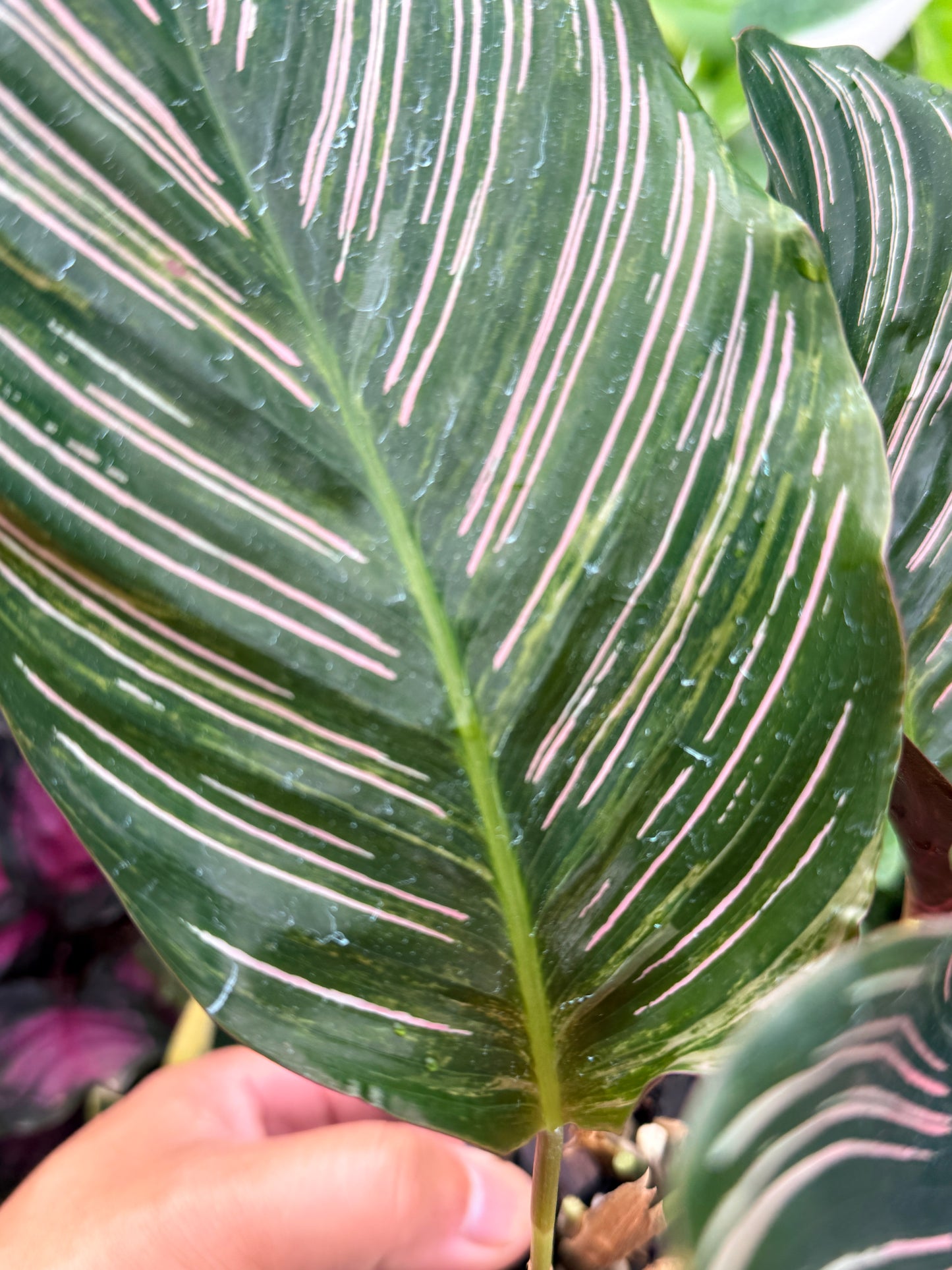 Calathea sanderiana 'Pinstripe Calathea' Variegated H24