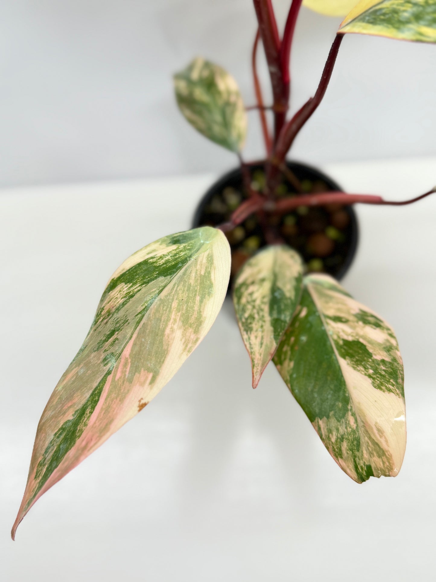 Philodendron Strawberry Shake - Highly Variegated NONTC. U61
