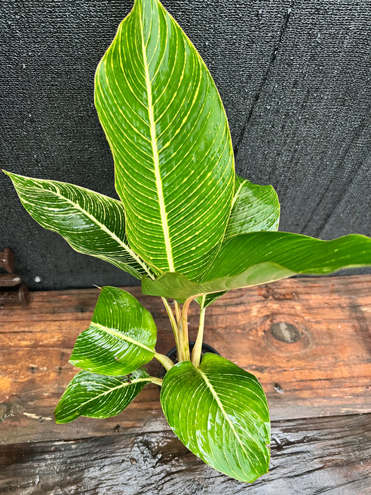 Heliconia indica Striata A18