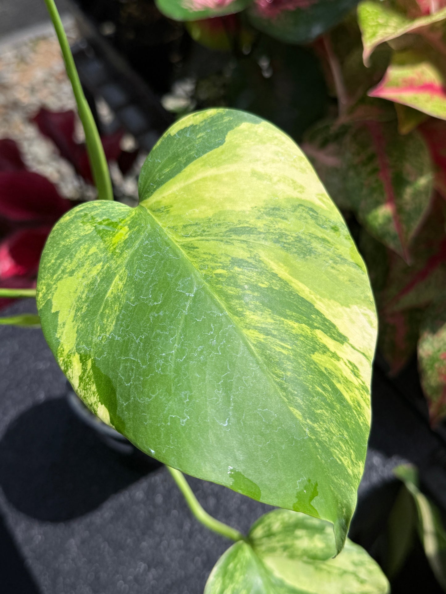 Monstera borsigiana 'Aurea’ H26