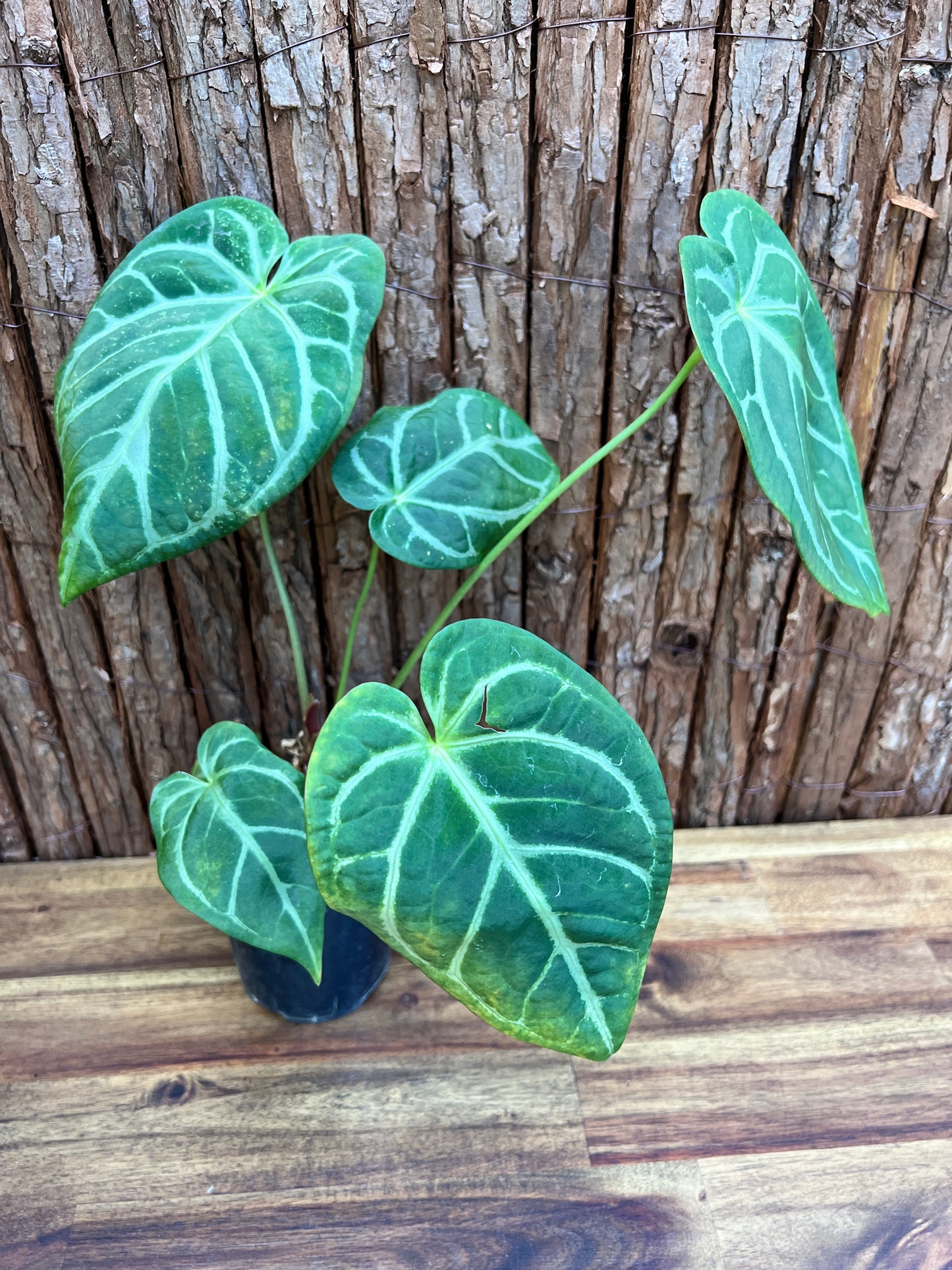 Anthurium 'Crystallinum x Lava Rock’ Z39