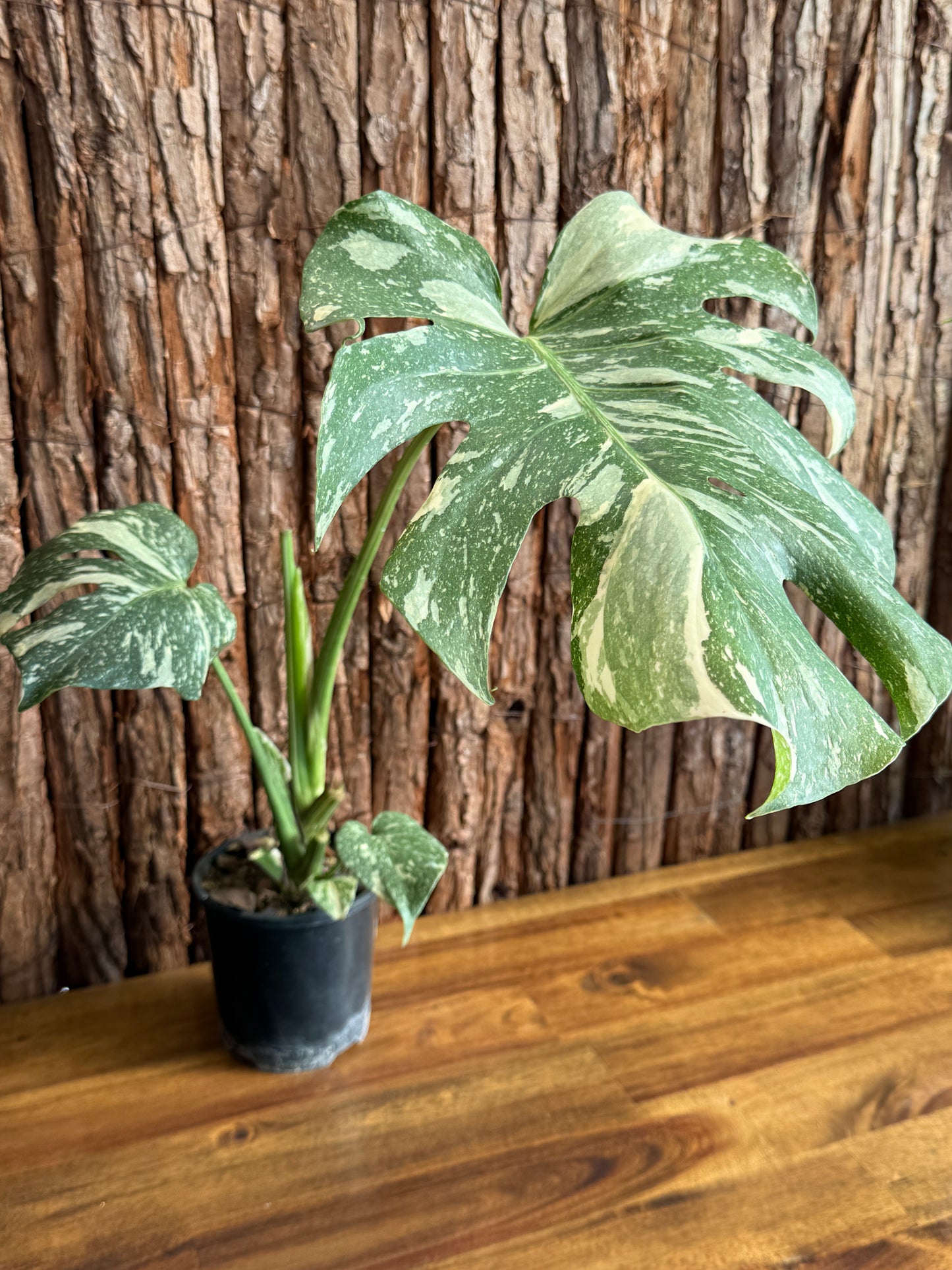 Monstera Thai Constellation E54