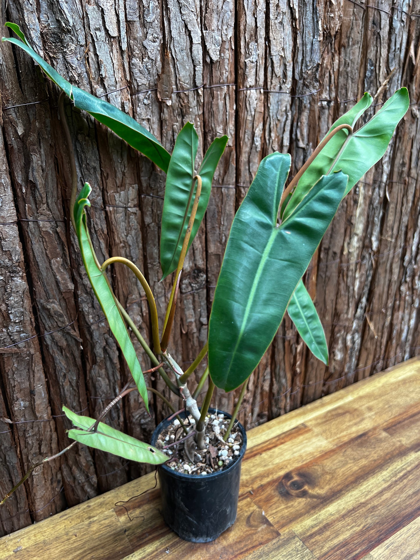 Philodendron 'Billietiae'