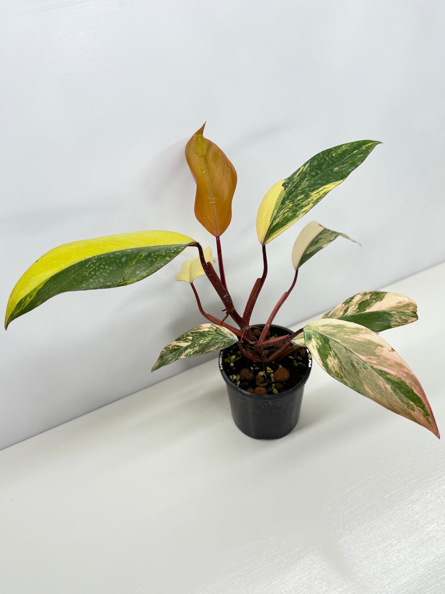 Philodendron Strawberry Shake - Highly Variegated NONTC. U61
