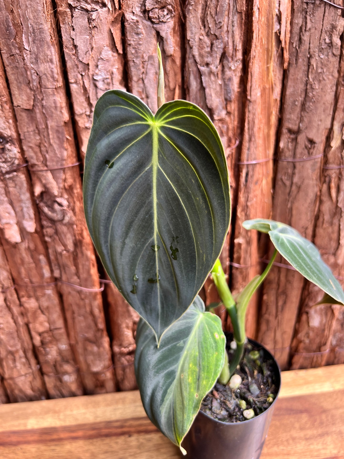 Philodendron melanochrysum variegated C6