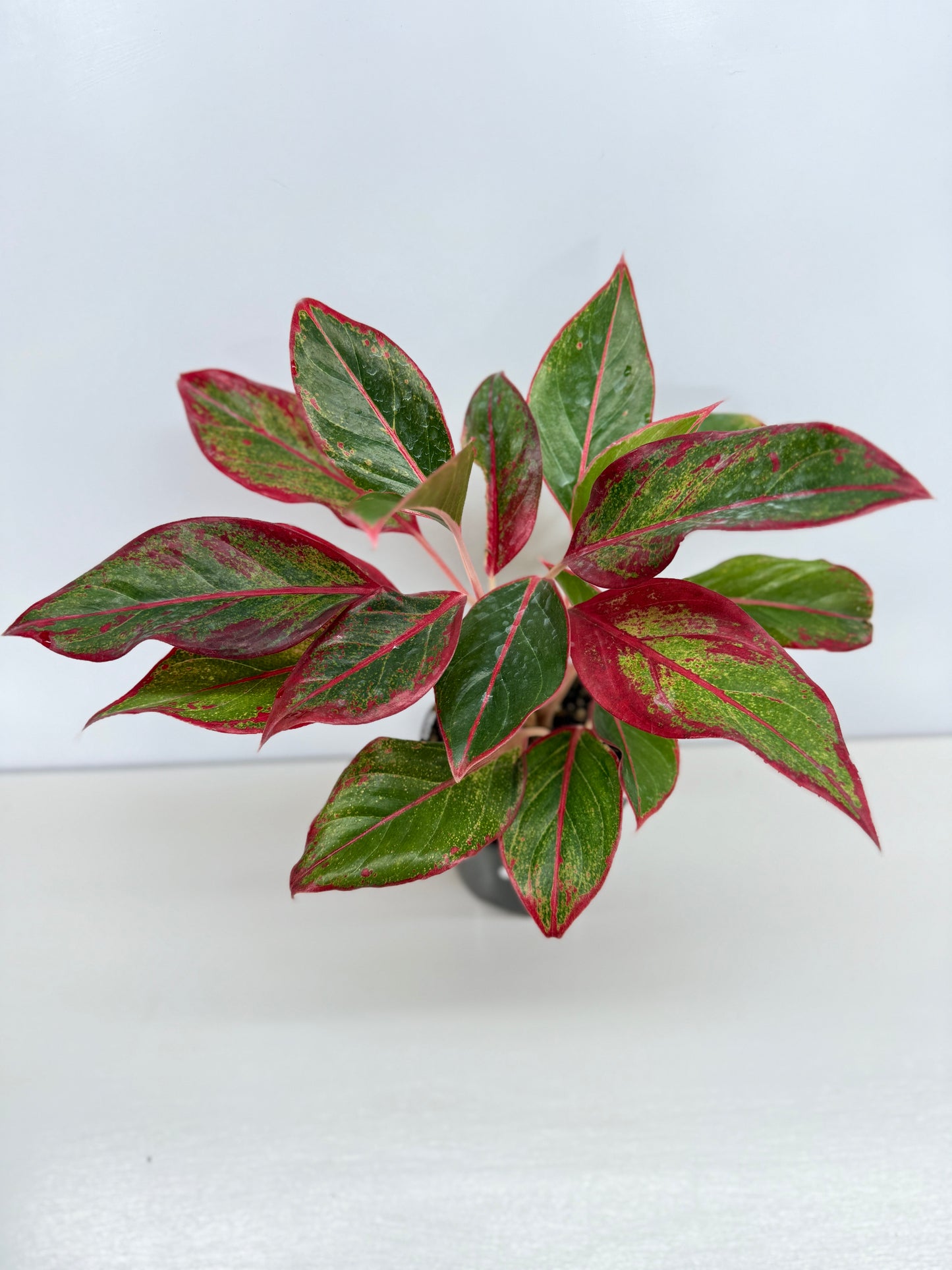 Aglaonema Siam Aurora - Best Pick of the Crop!