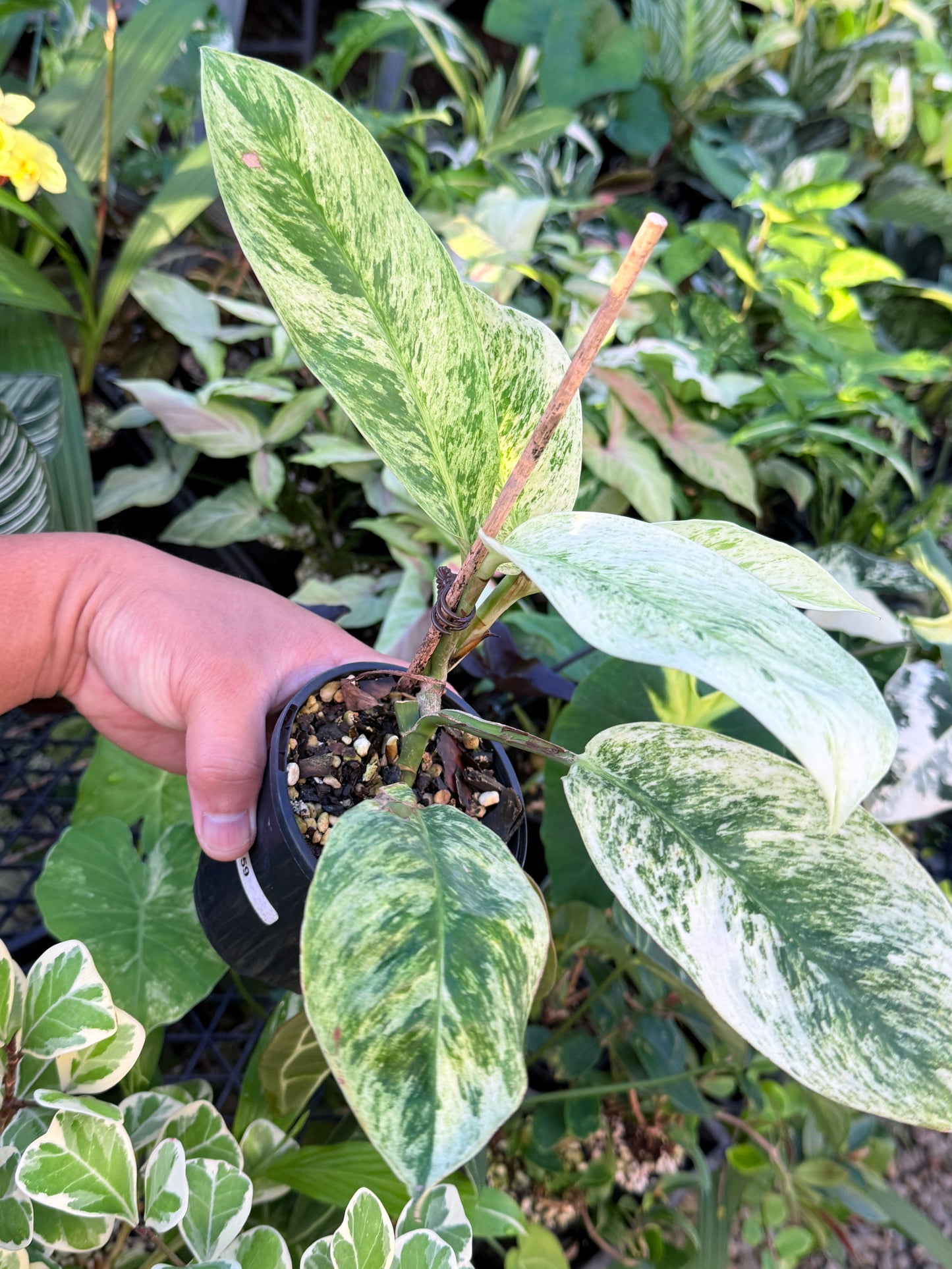 Rhaphidophora 'Elliptica' J59