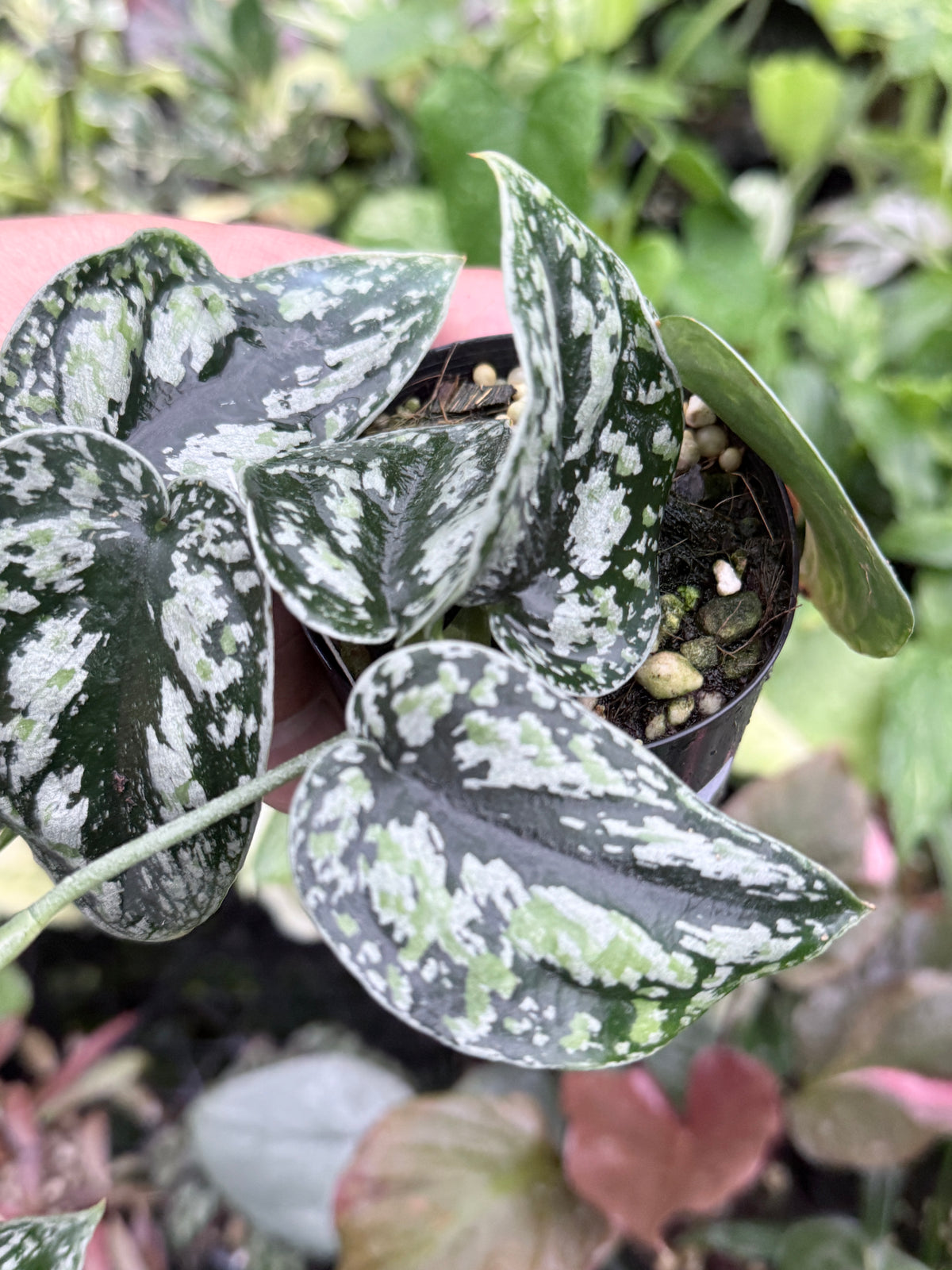 Scindapsus pictus 'Tricolor' Q32