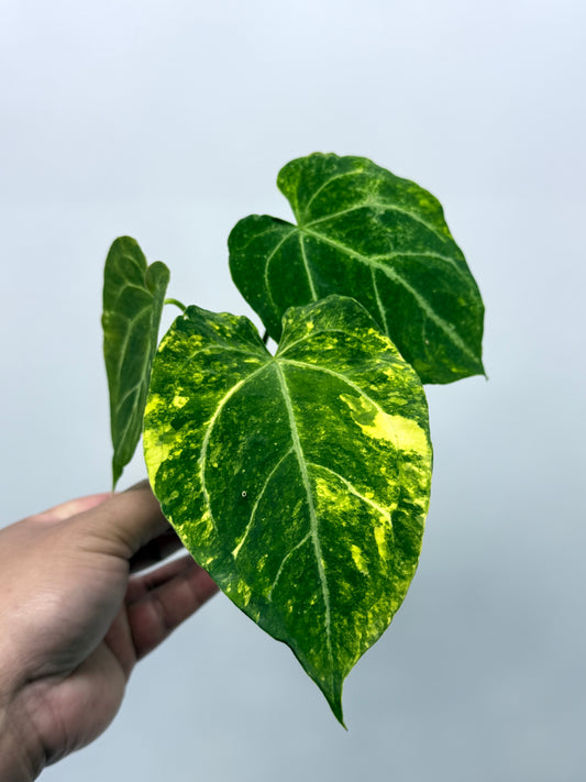 Anthurium Variegated Forgetii Hybrid P79