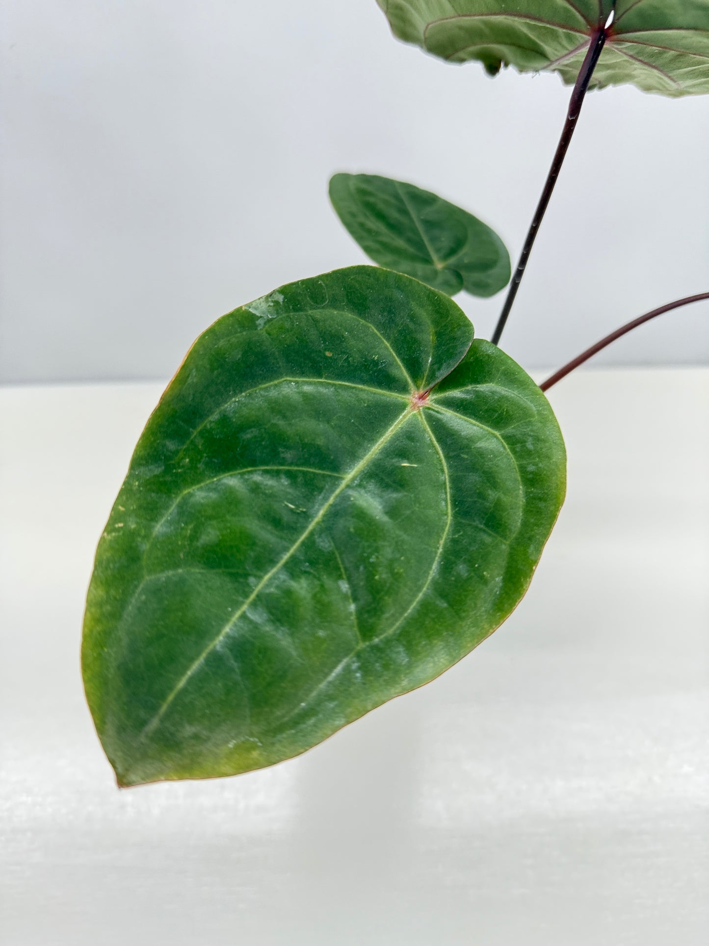 Anthurium hoffmannii Red Sinus aka Blood Moon - Rarely Offered V16