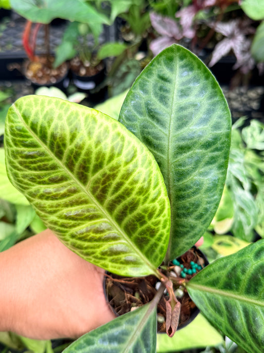Labisia 'Turtleback' O53