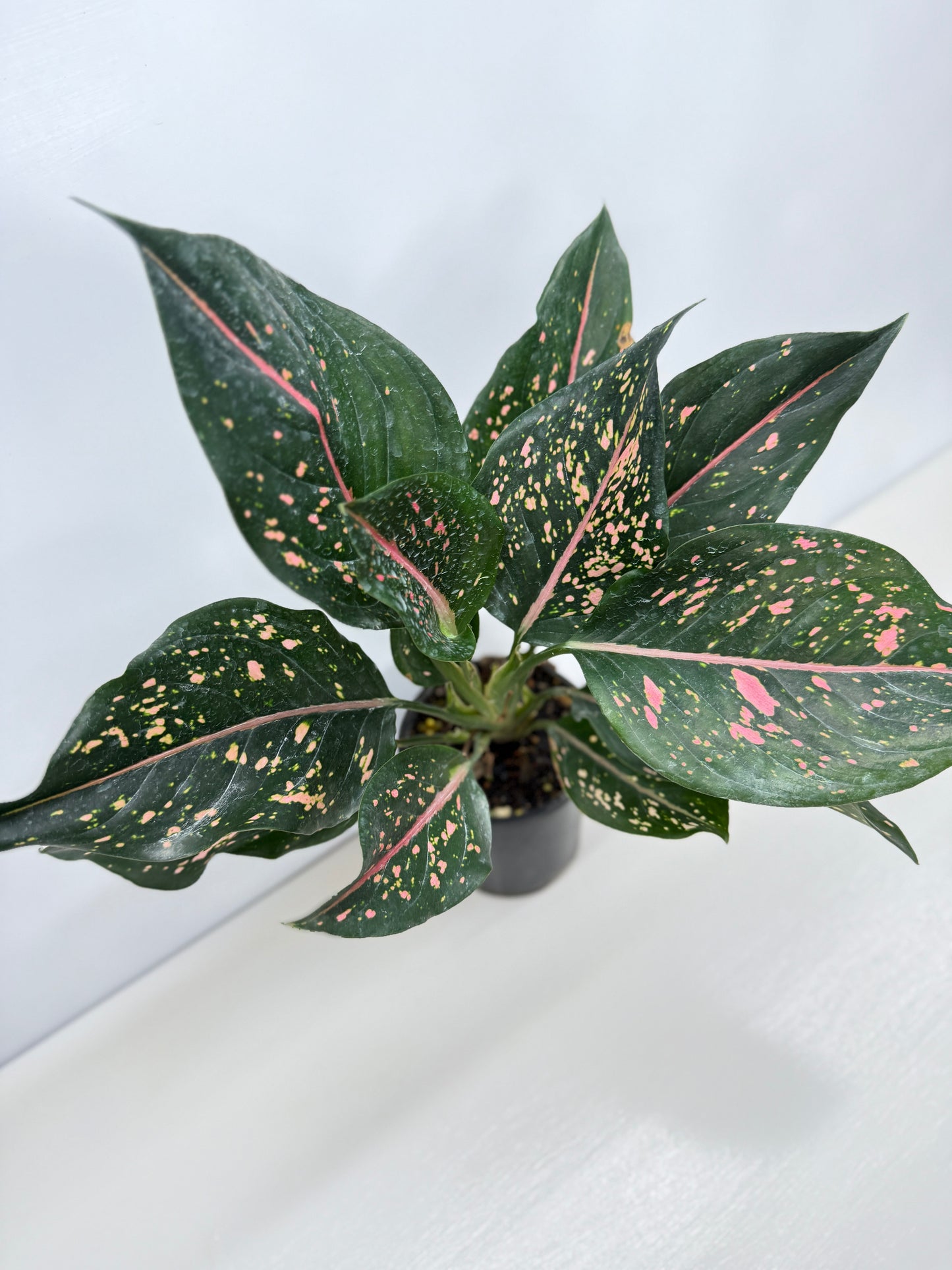 Aglaonema Pink Dalmatian - Best Pick of the Crop!