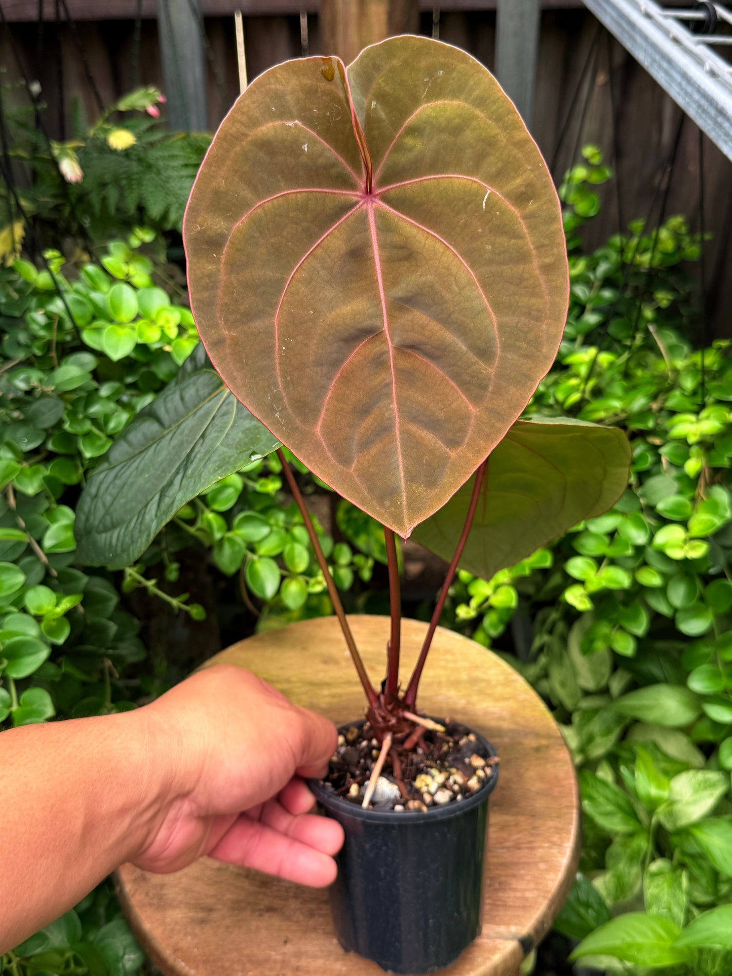Anthurium hoffmannii Red Sinus aka Blood Moon - Rarely Offered V16