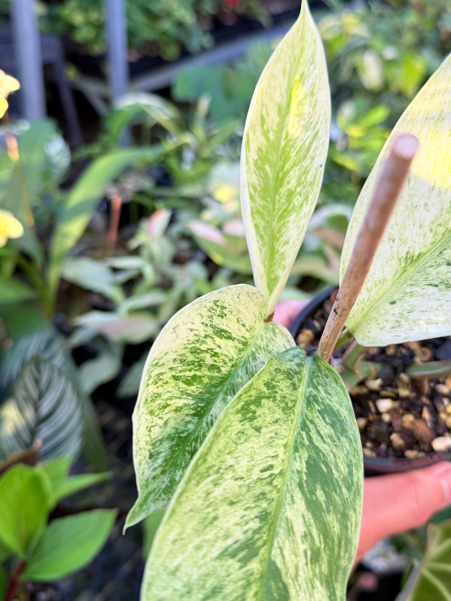 Rhaphidophora 'Elliptica' J59