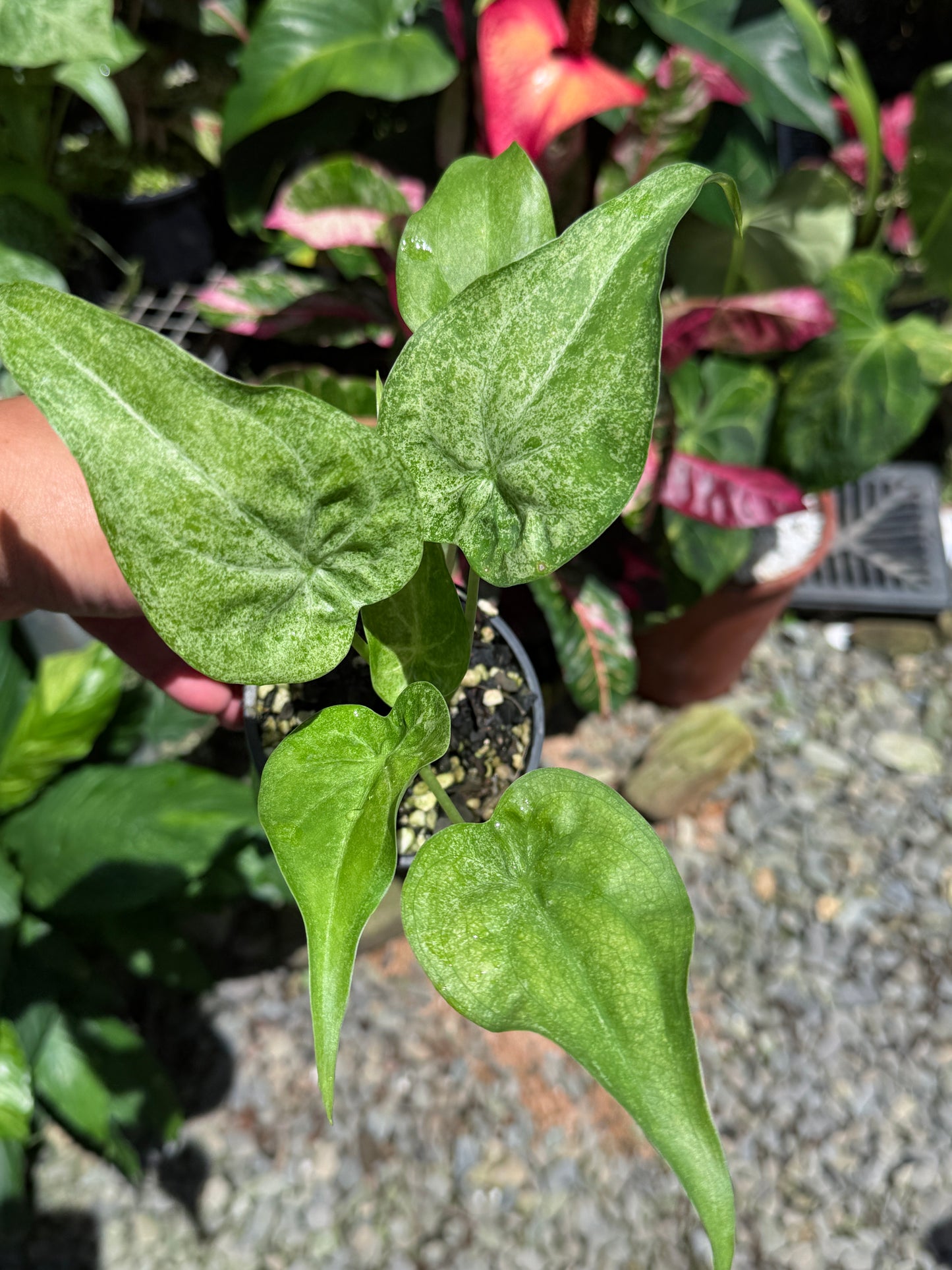 Alocasia Cucullata Mint Variegated (New Release) W15