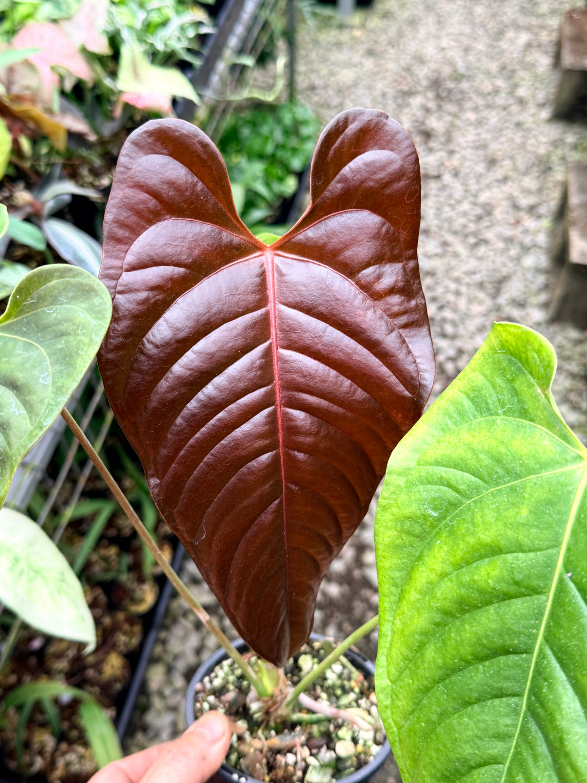 Anthurium Red Beauty x Anthurium Thin Leaf Veitchii R26