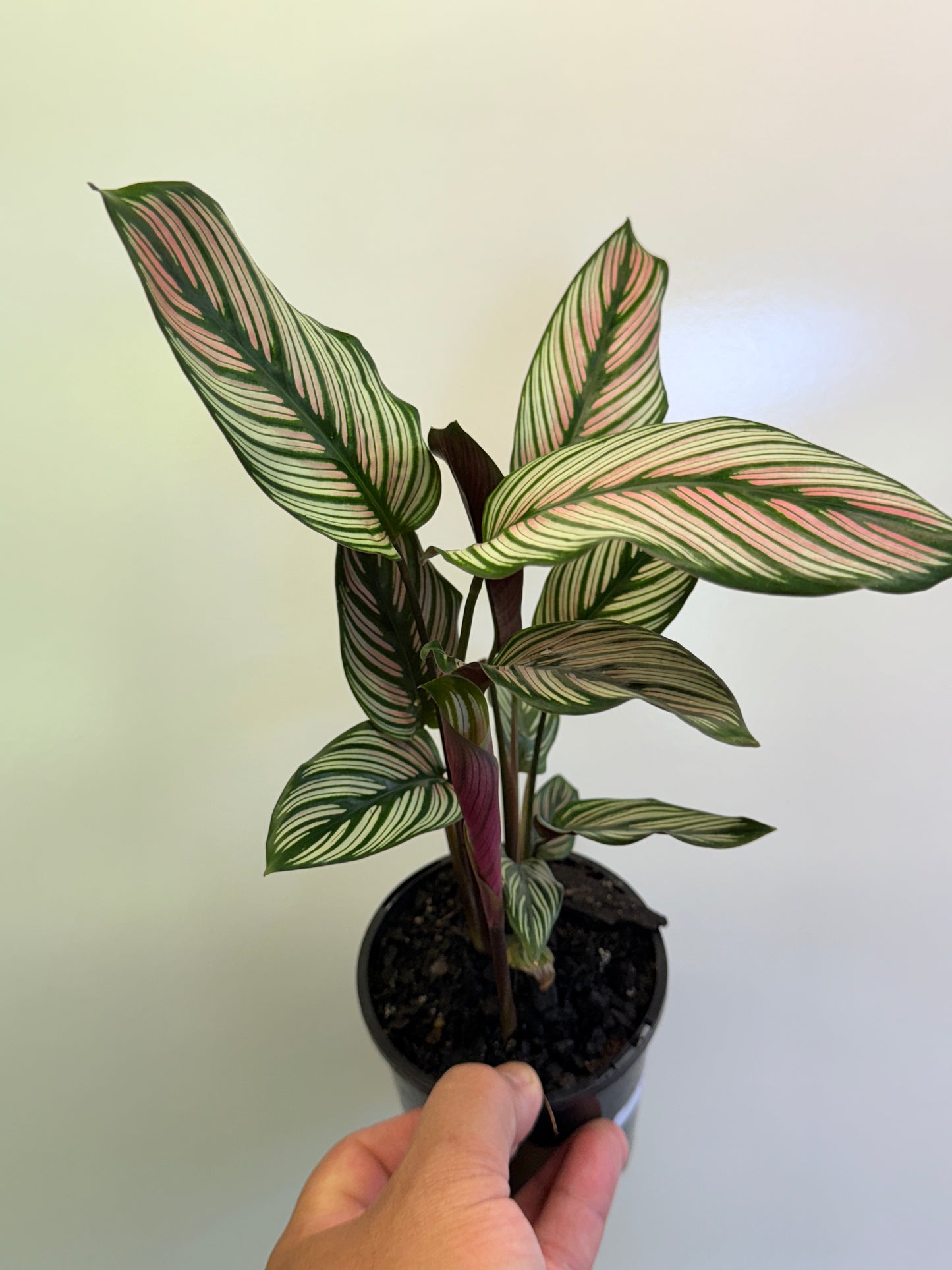 Calathea White Star O54