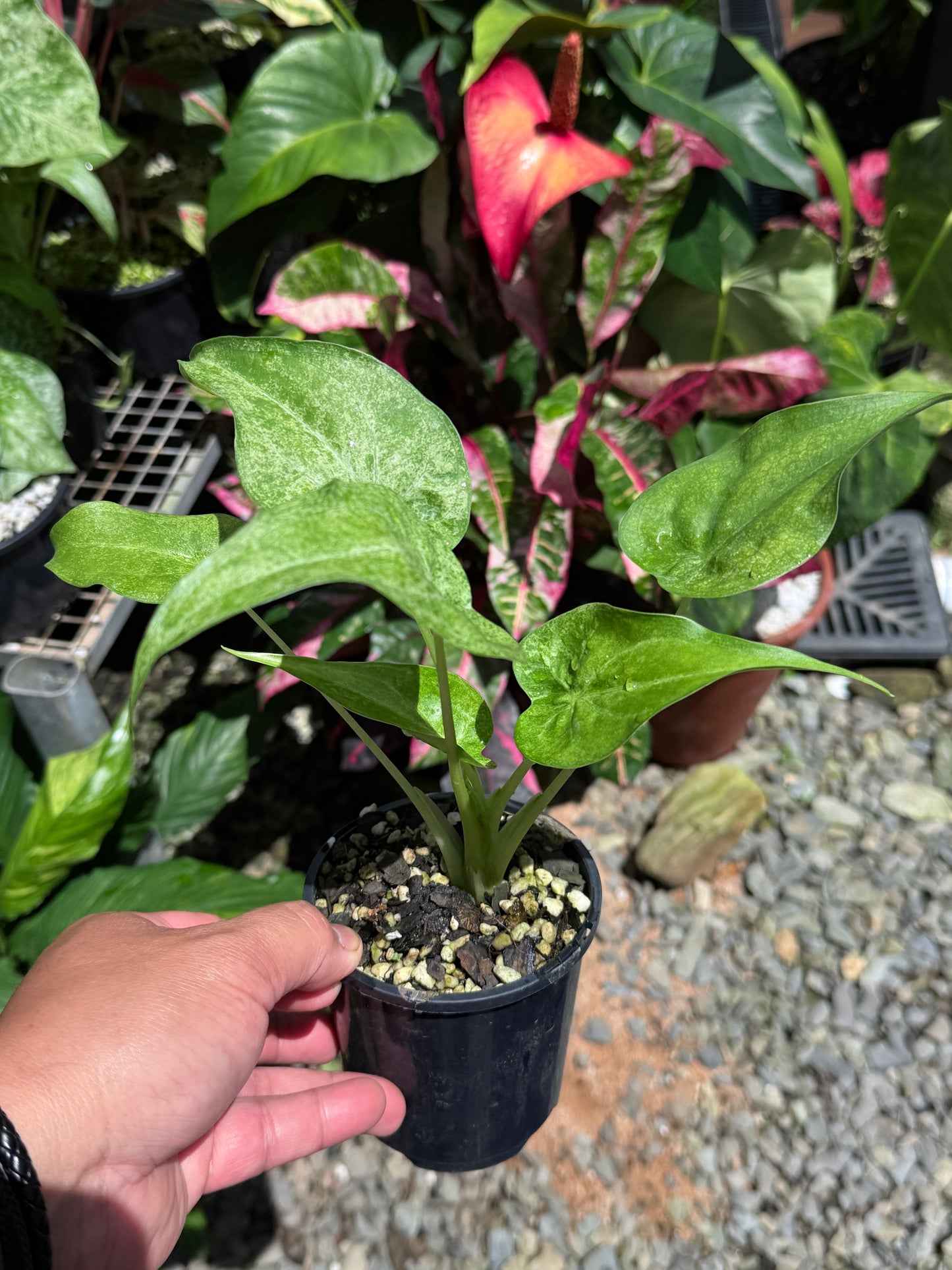 Alocasia Cucullata Mint Variegated (New Release) W15