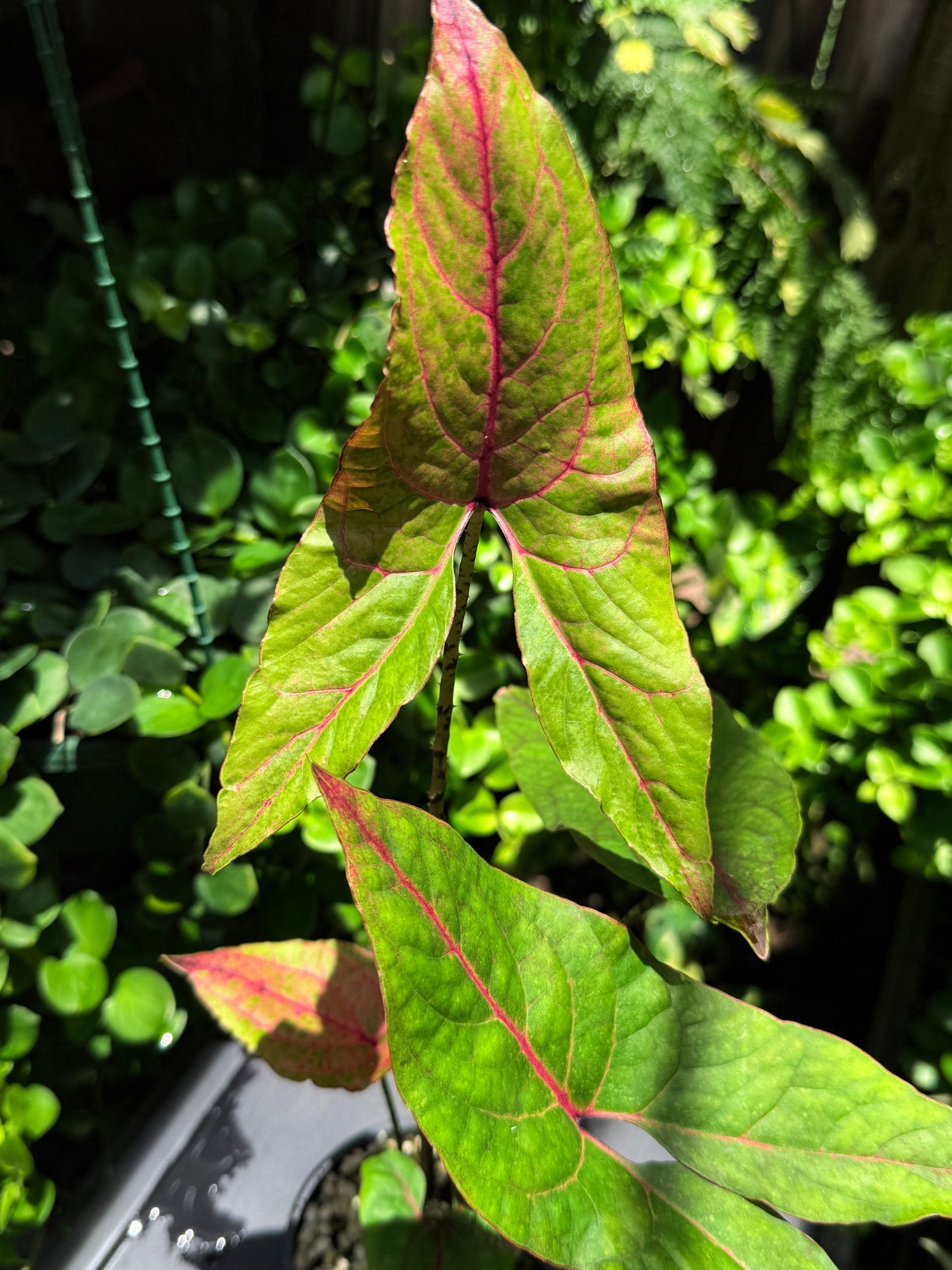 Cyrtosperma johnstonii 'Singha Mora' H49