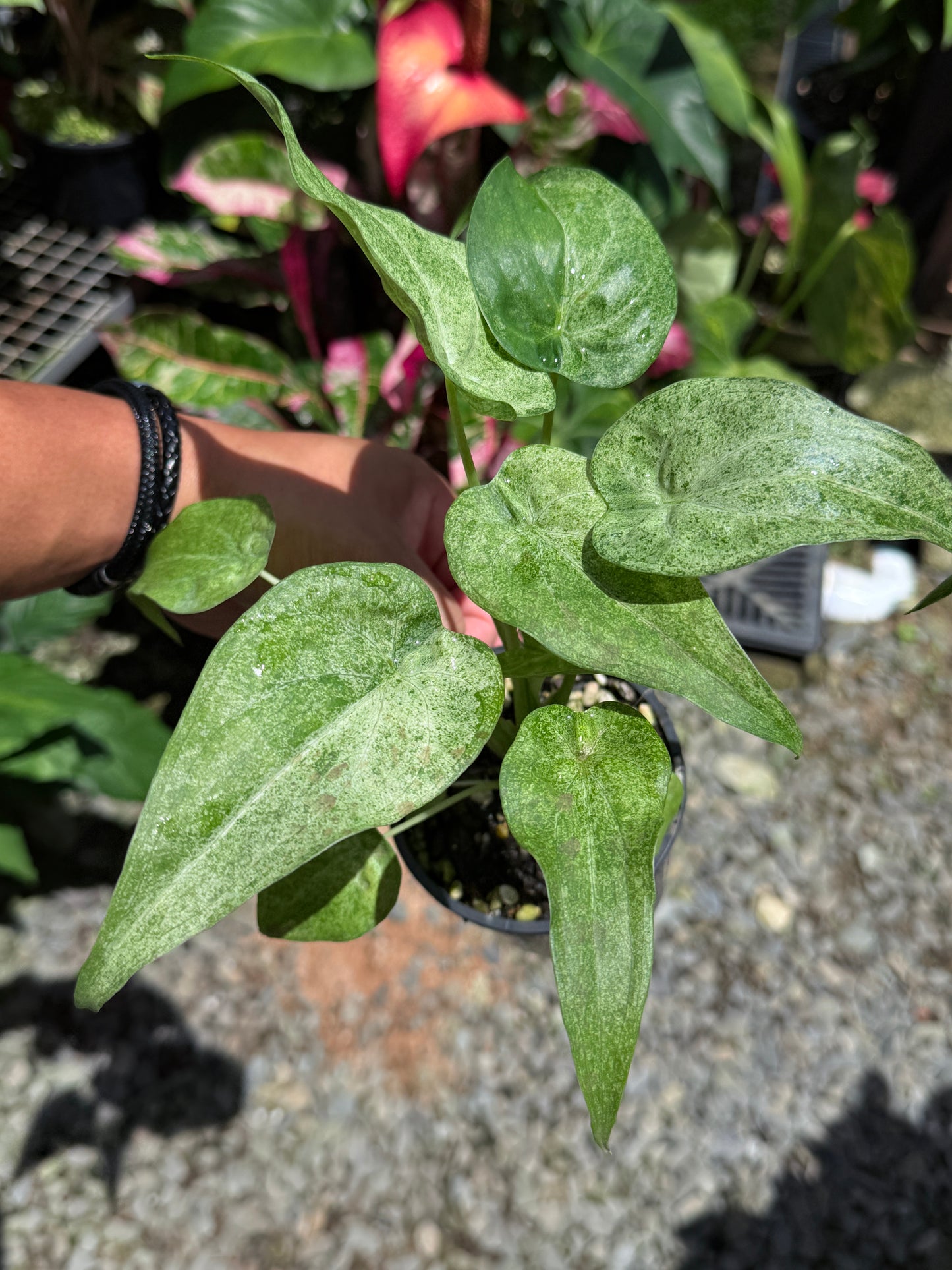 Alocasia Cucullata Mint Variegated (New Release) W16