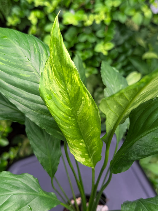 Spathiphyllum Picasso 'Aurea' Yellow Variegation G52
