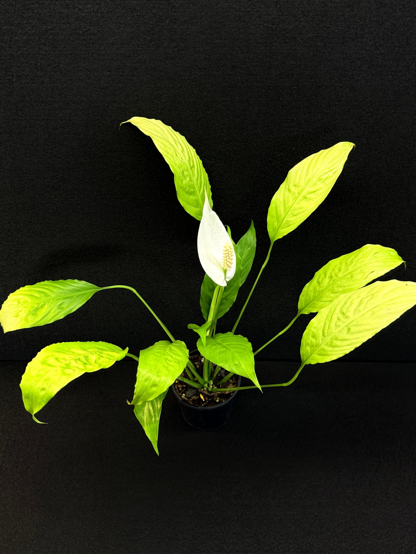 Spathiphyllum 'Golden' - Best Pick of the Crop!