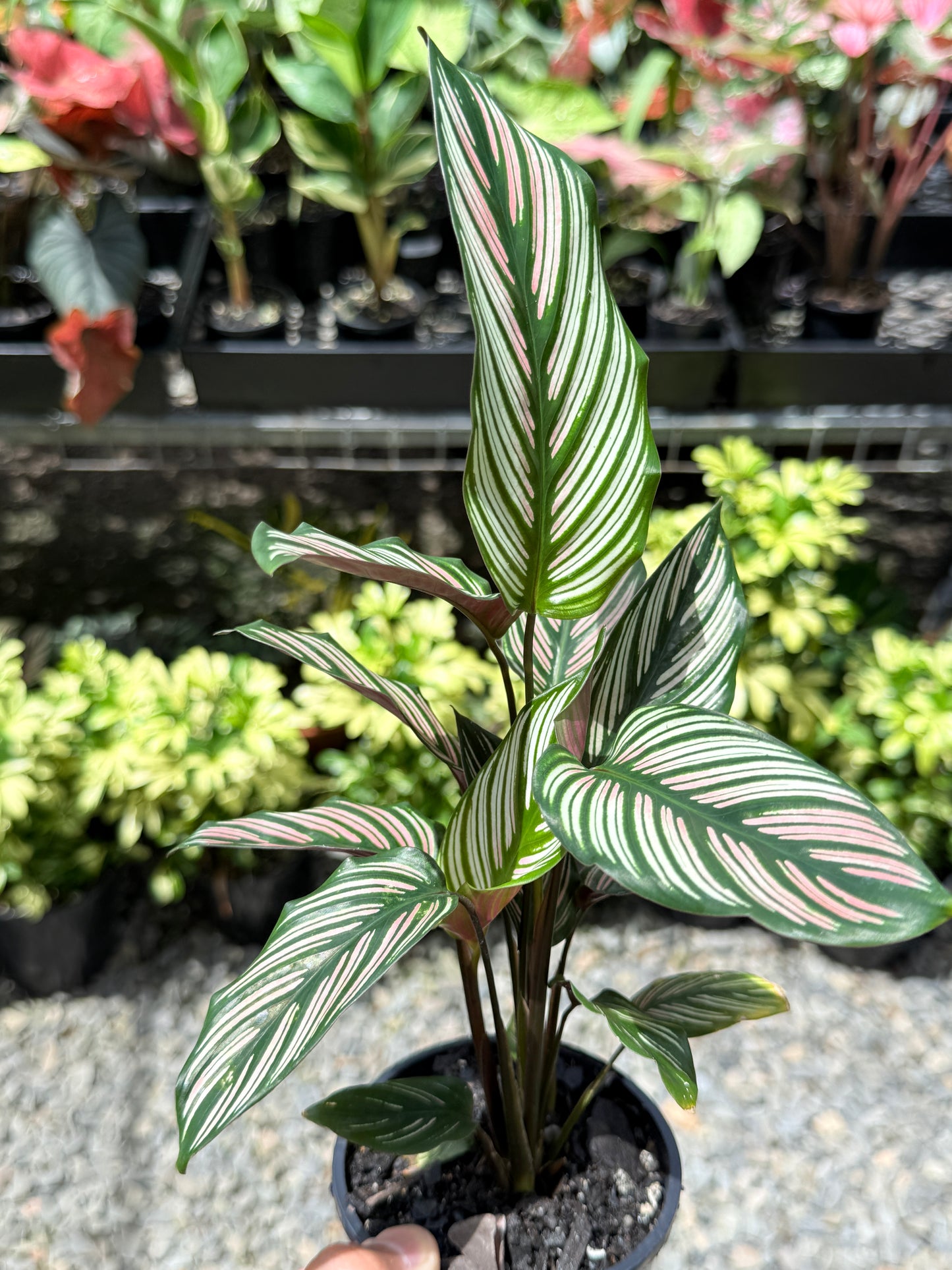 Calathea White Star O56