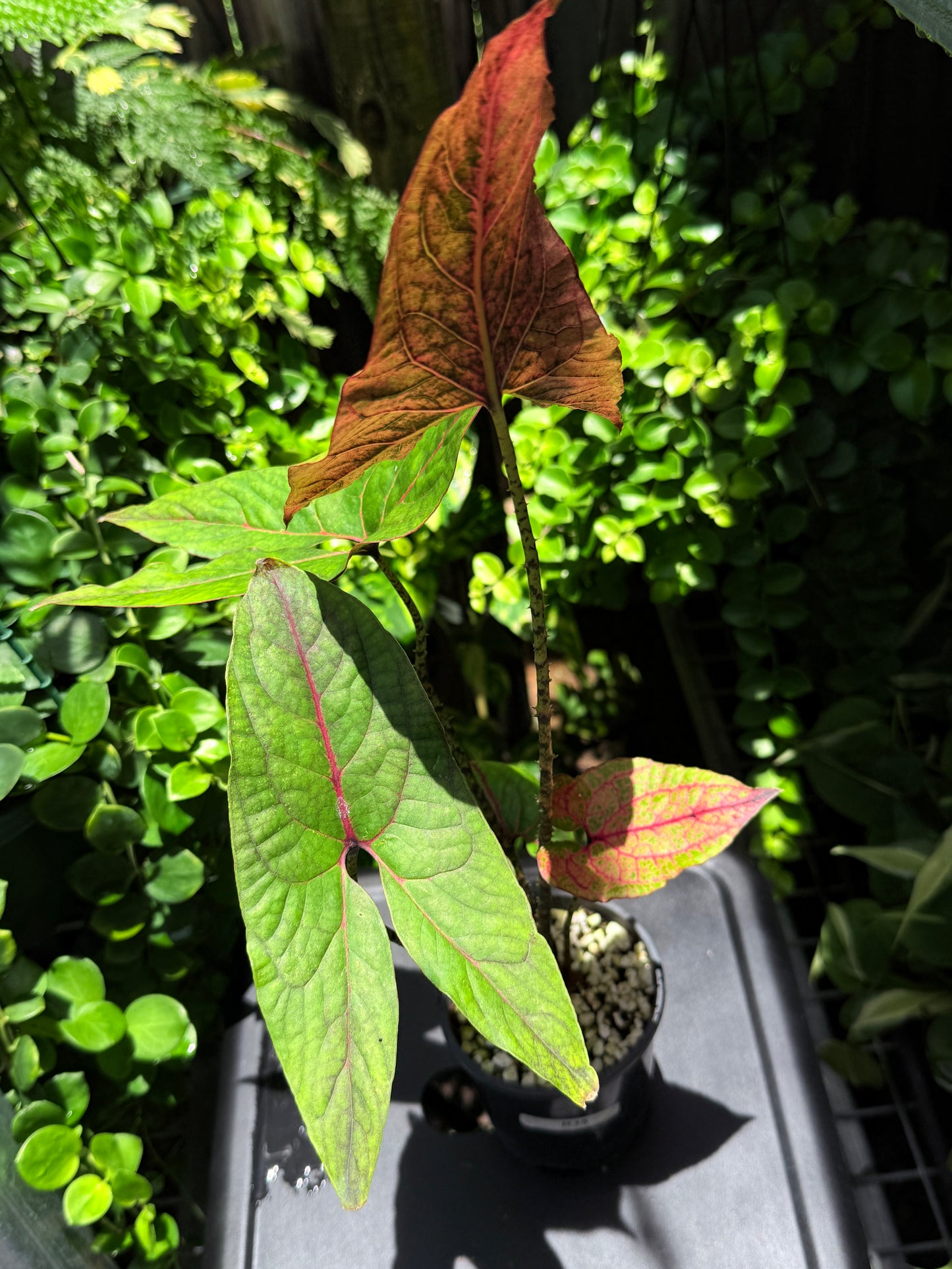 Cyrtosperma johnstonii 'Singha Mora' H49