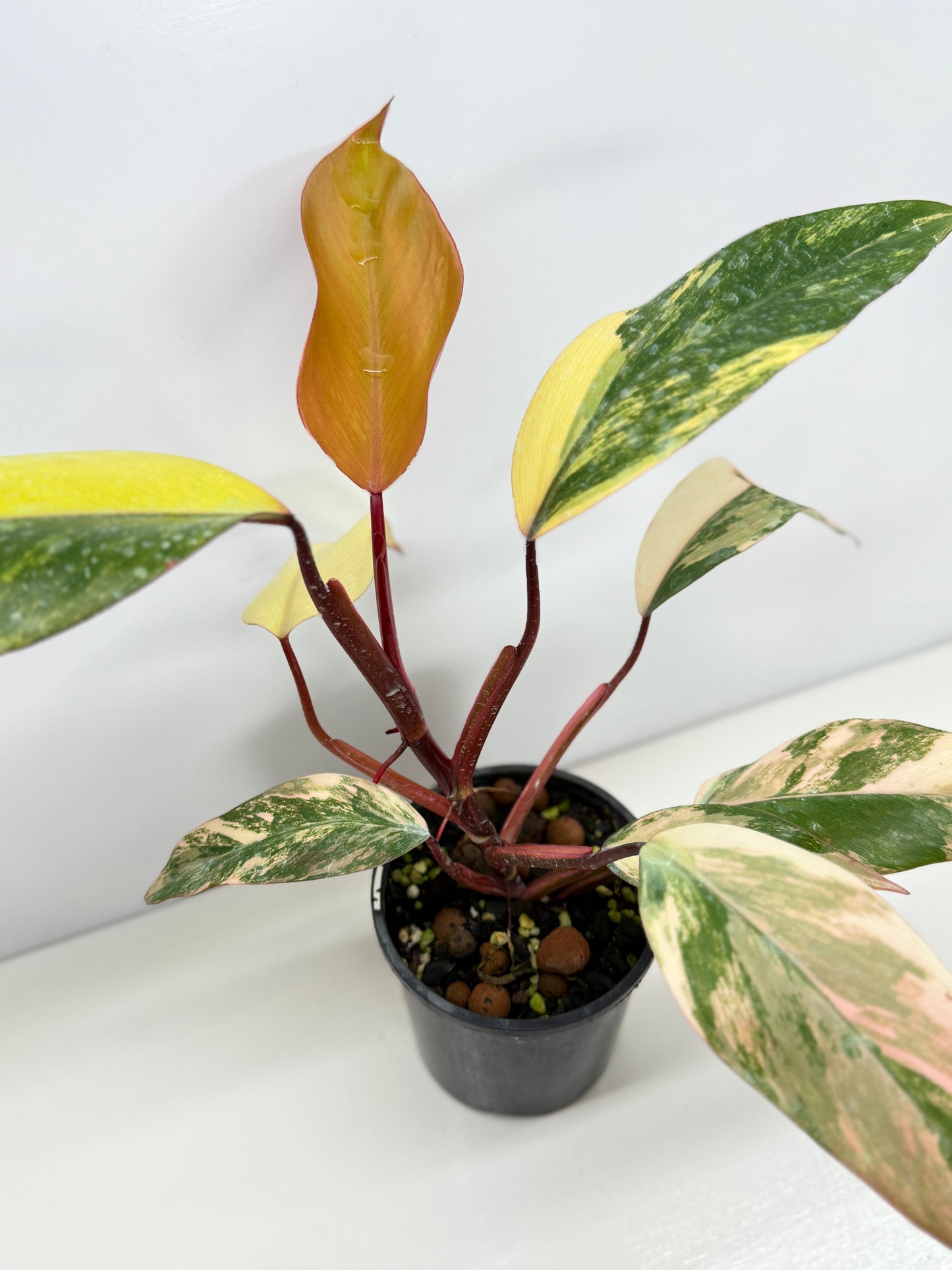 Philodendron Strawberry Shake - Highly Variegated NONTC. U61
