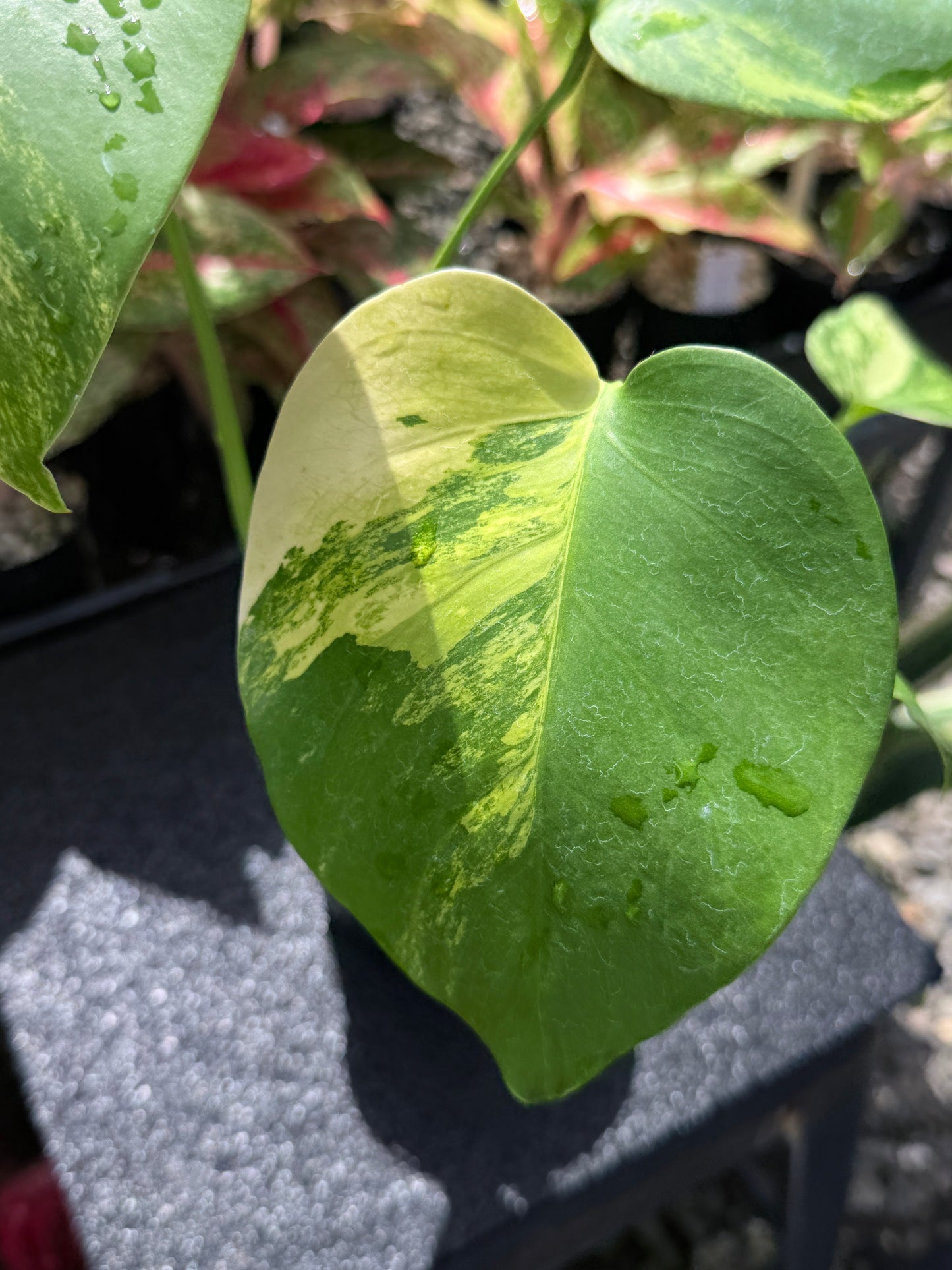 Monstera borsigiana 'Aurea’ H26