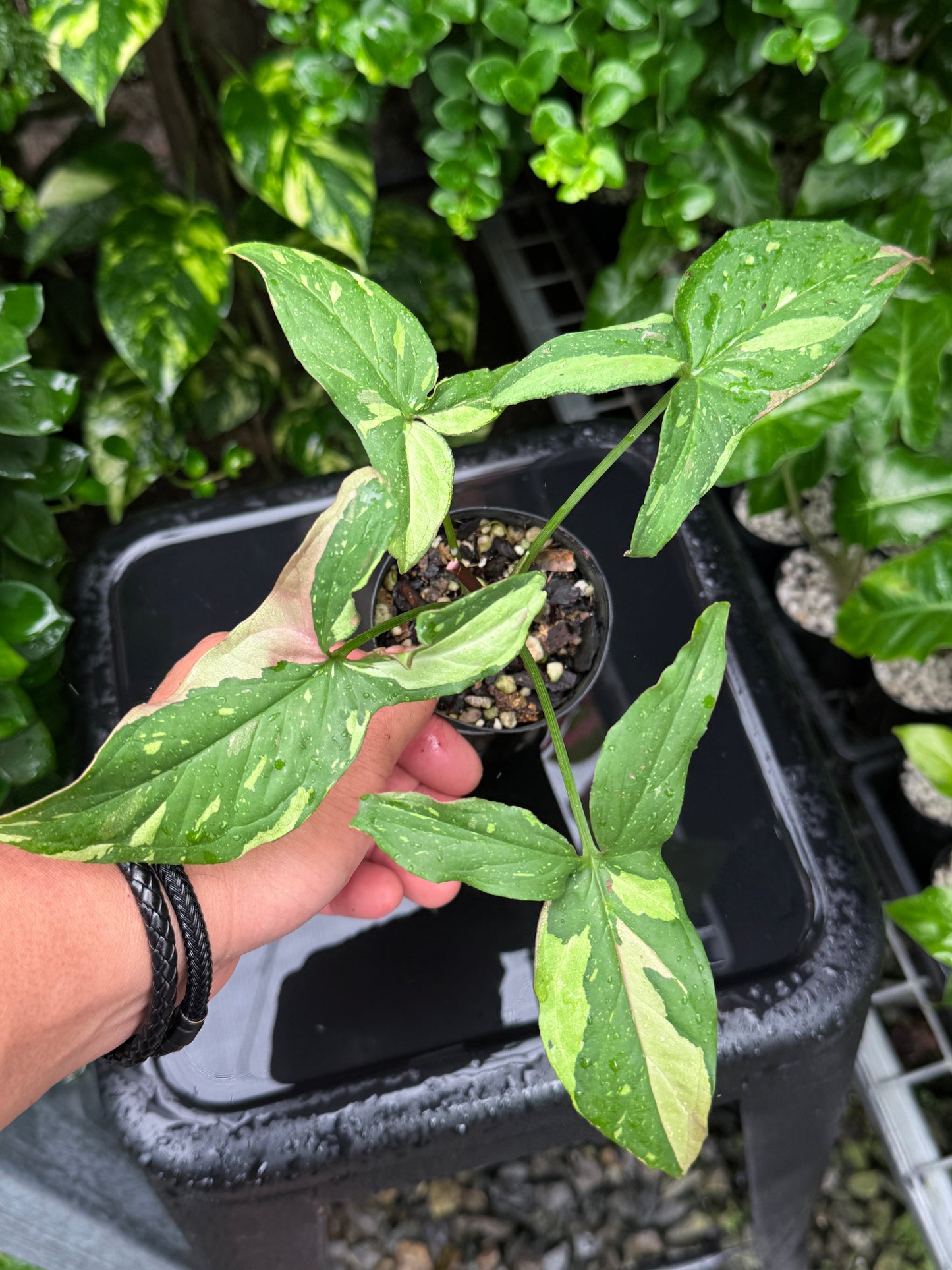 Syngonium 'Red Spot Tricolour' I71