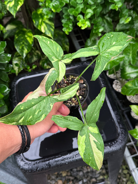 Syngonium 'Red Spot Tricolour' I71