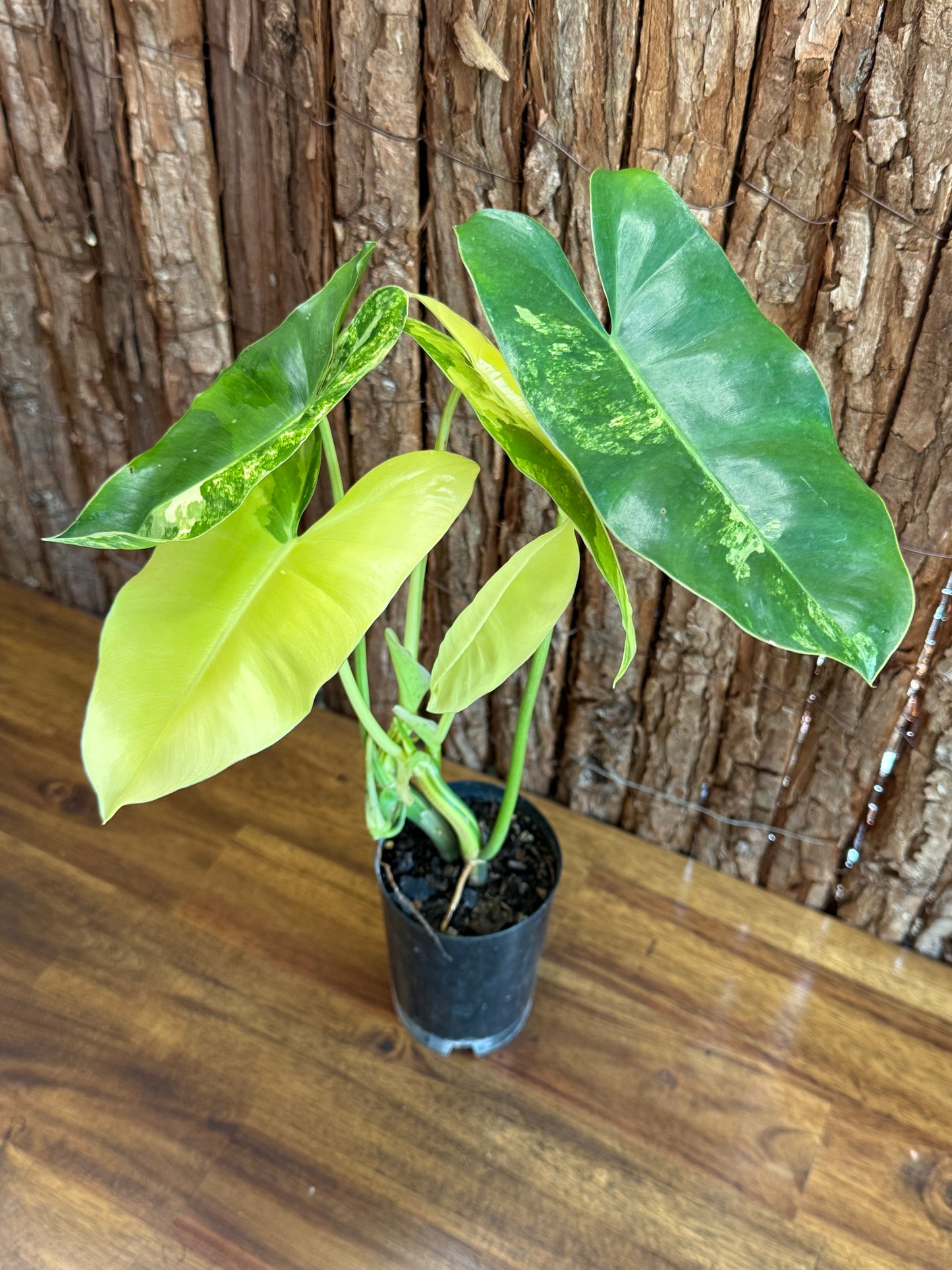 Philodendron Burle Marx Variegata