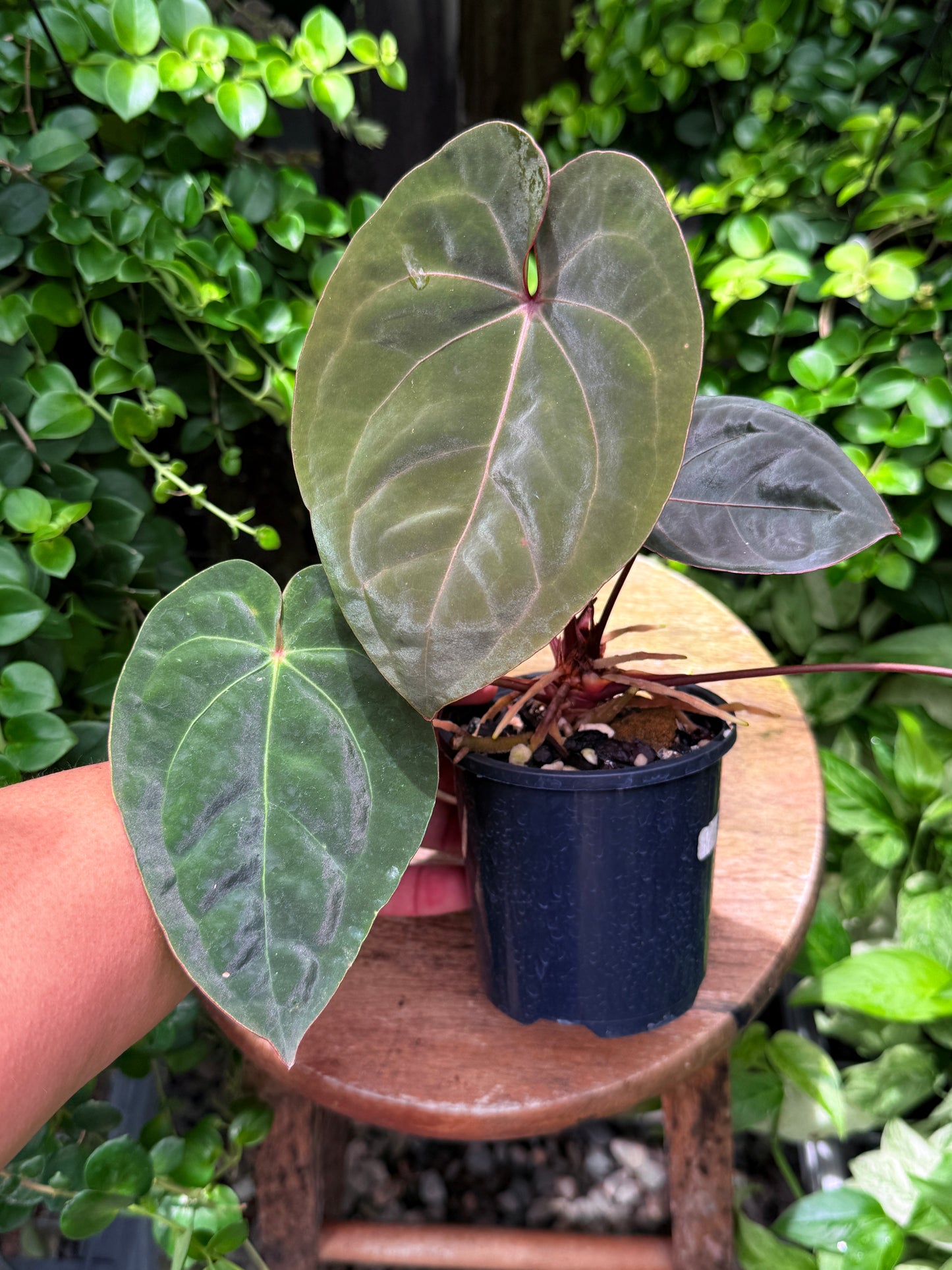 Anthurium hoffmannii Red Sinus aka Blood Moon - Rarely Offered B54