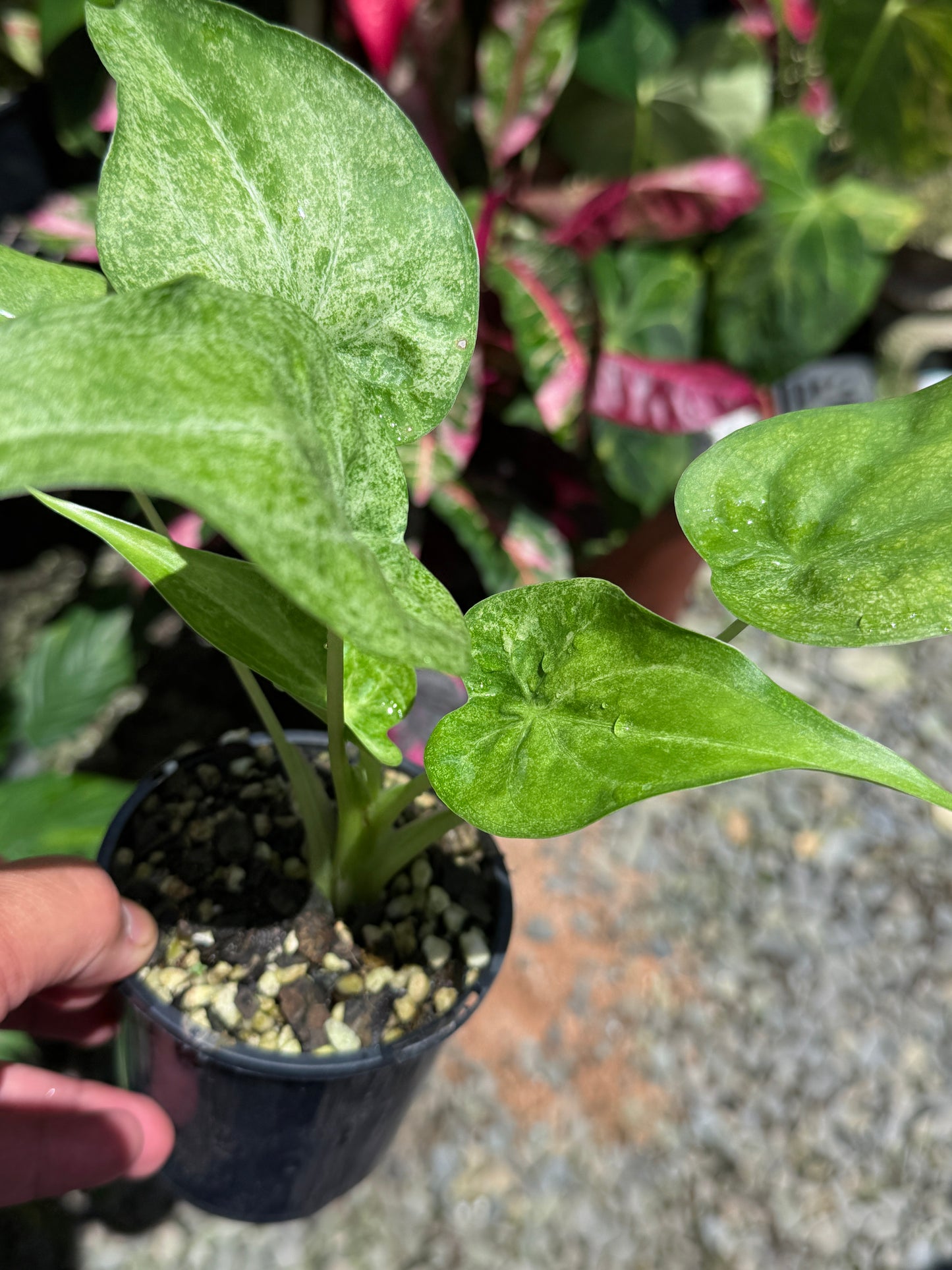 Alocasia Cucullata Mint Variegated (New Release) W15