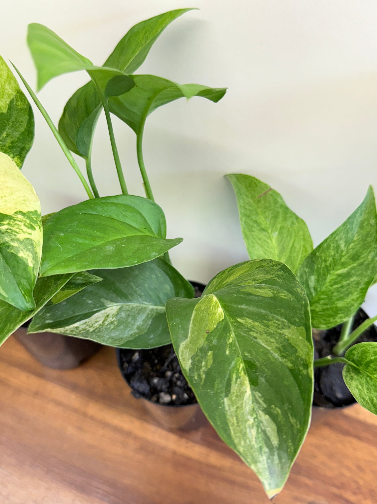 Monstera Laniata Smokey Variegated