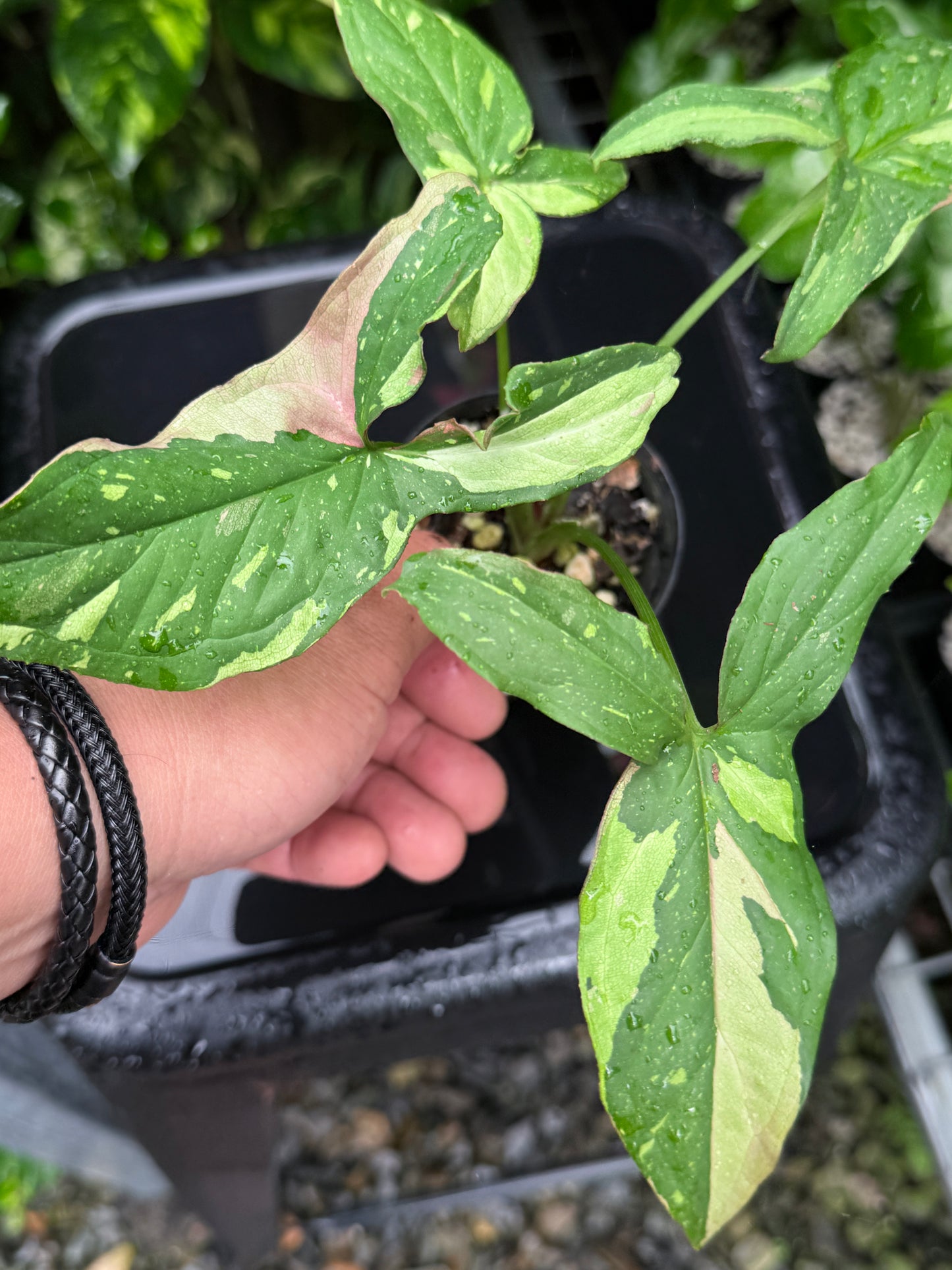 Syngonium 'Red Spot Tricolour' I71