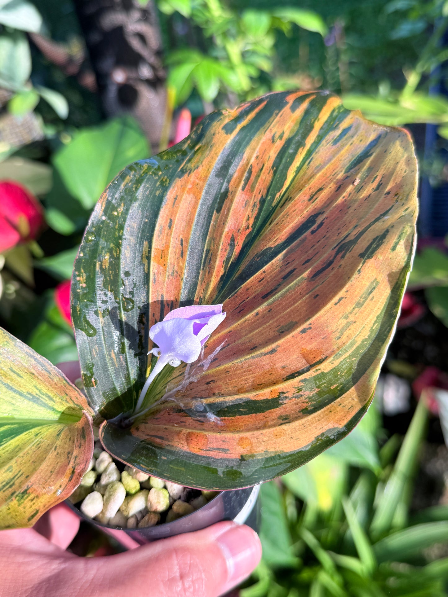 Kaempferia pulchra 'Variegata' - Rarely Offered J30